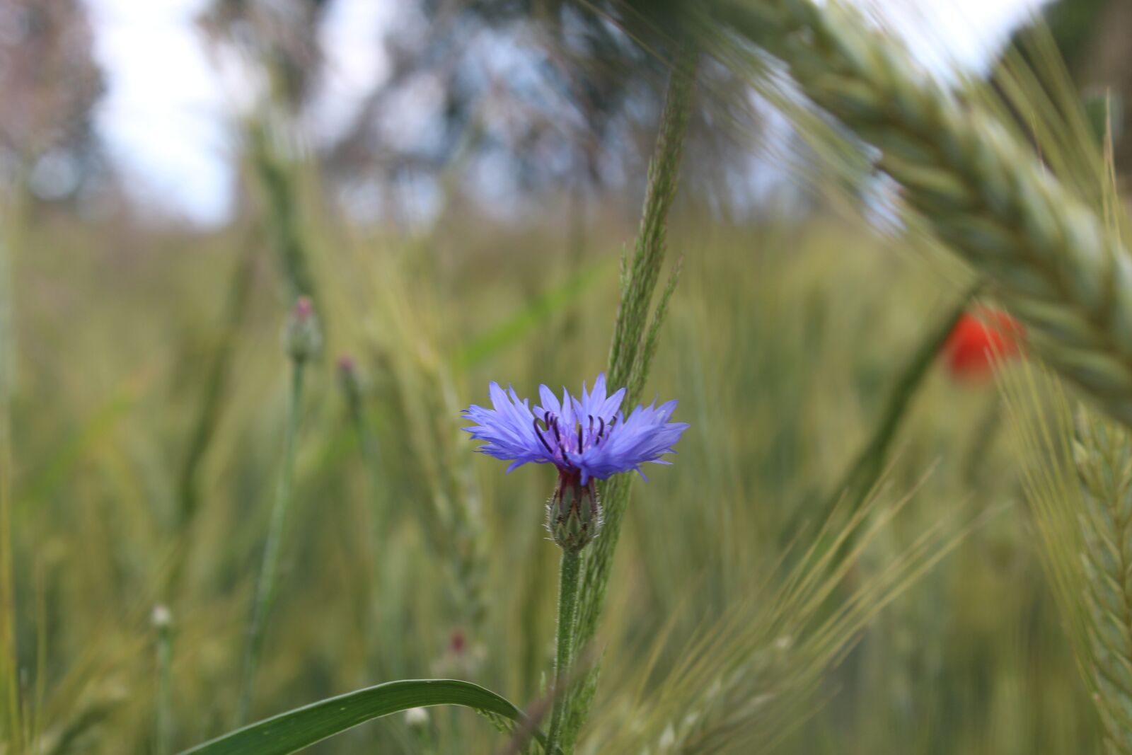 Canon EOS 1300D (EOS Rebel T6 / EOS Kiss X80) sample photo. Field, meadow, nature photography