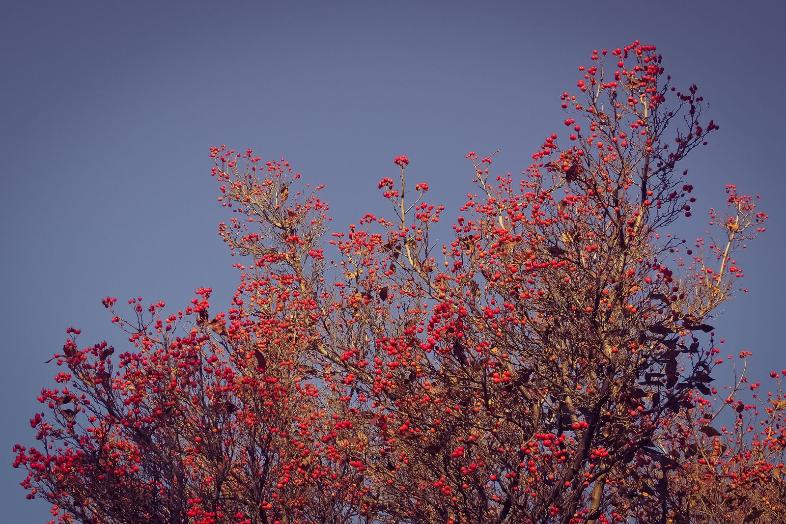 Olympus OM-D E-M10 sample photo. Tree, nature, thorn apple photography