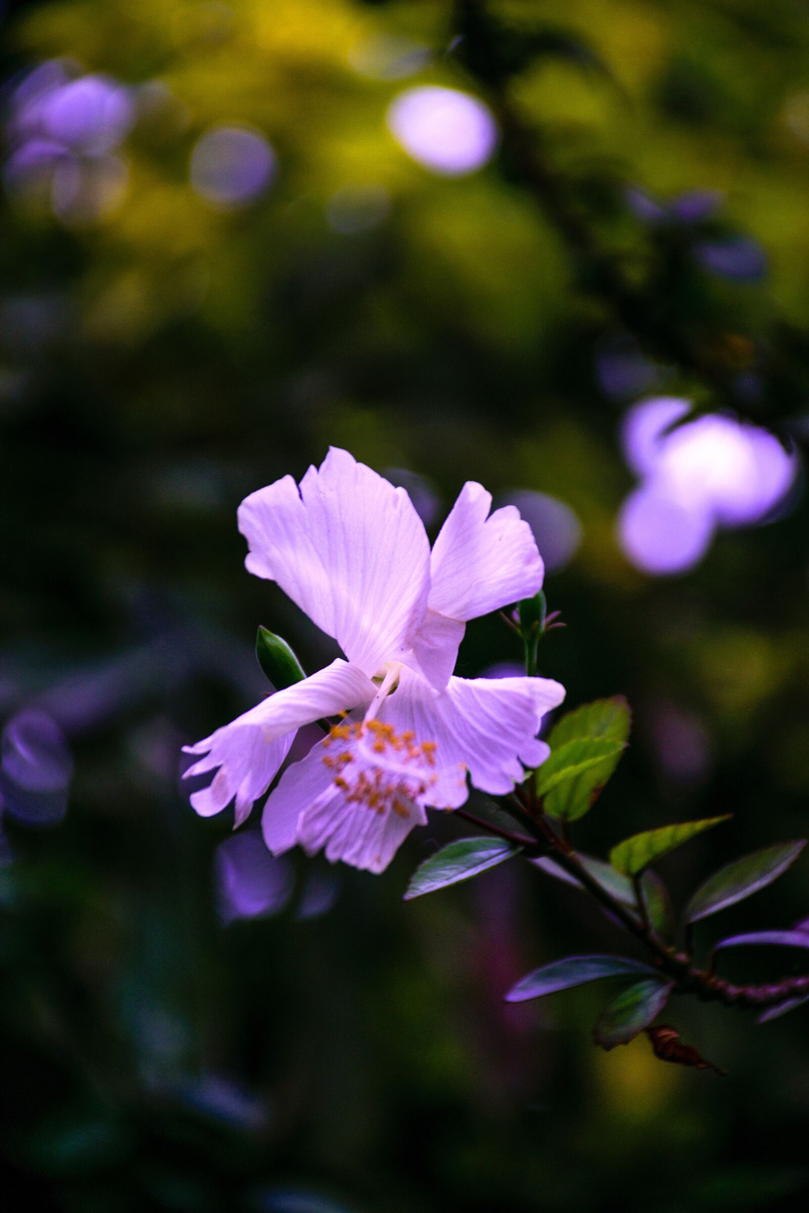 Nikon D5300 sample photo. Petals, wings, purple photography