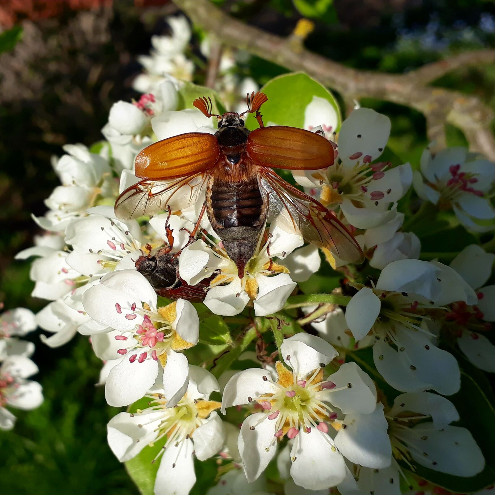 Samsung Galaxy A3(2017) sample photo. Maikäfer, blossom, bloom photography