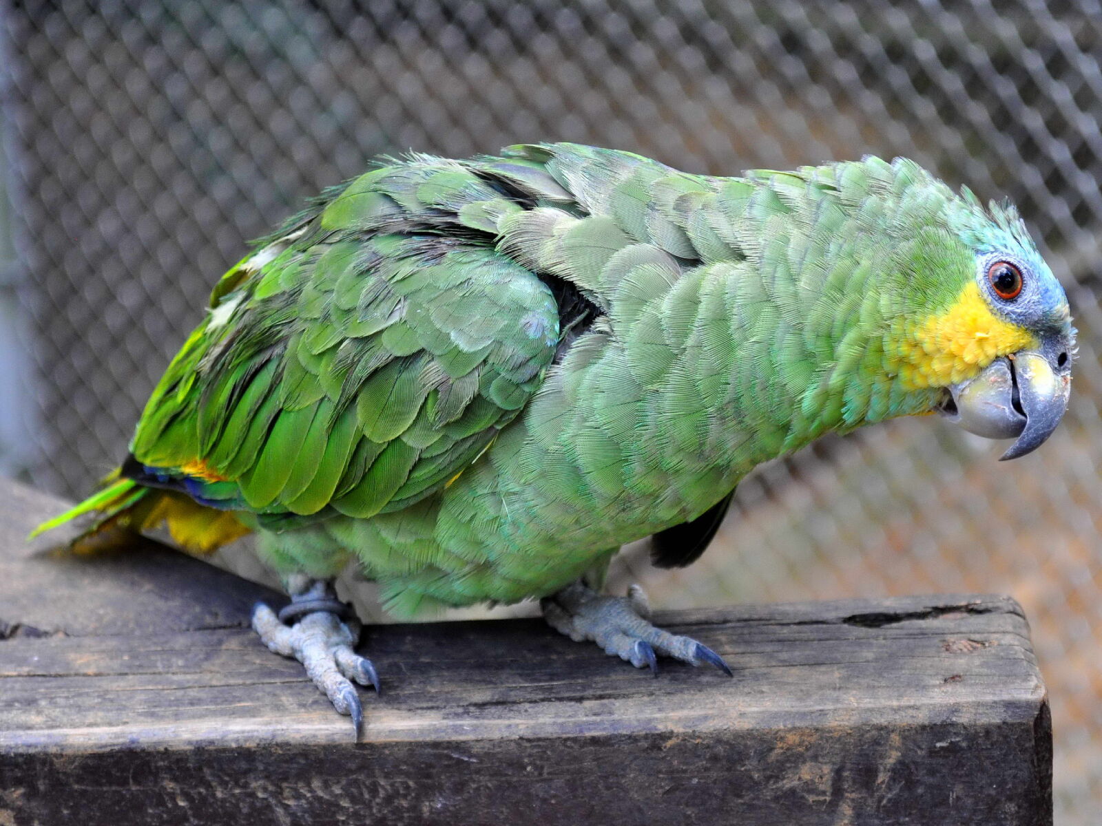 Nikon D5000 sample photo. Animal, parrot, greenish yellow photography
