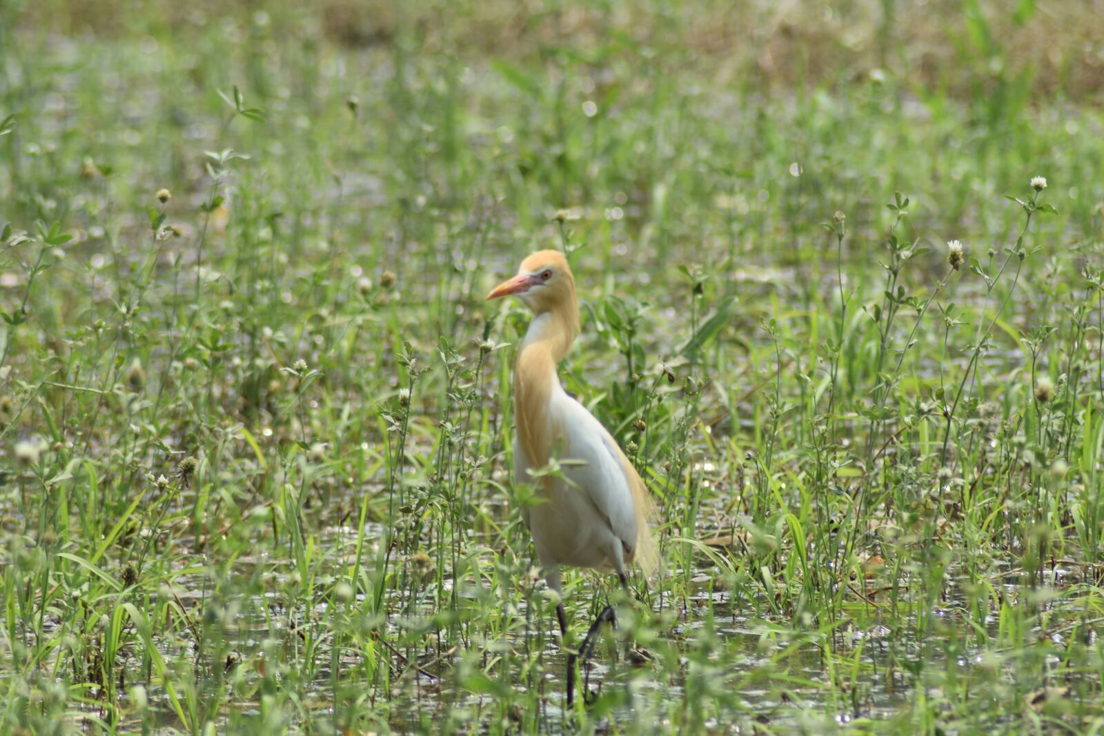 Nikon D3400 sample photo. Birds, wildlife, wild photography
