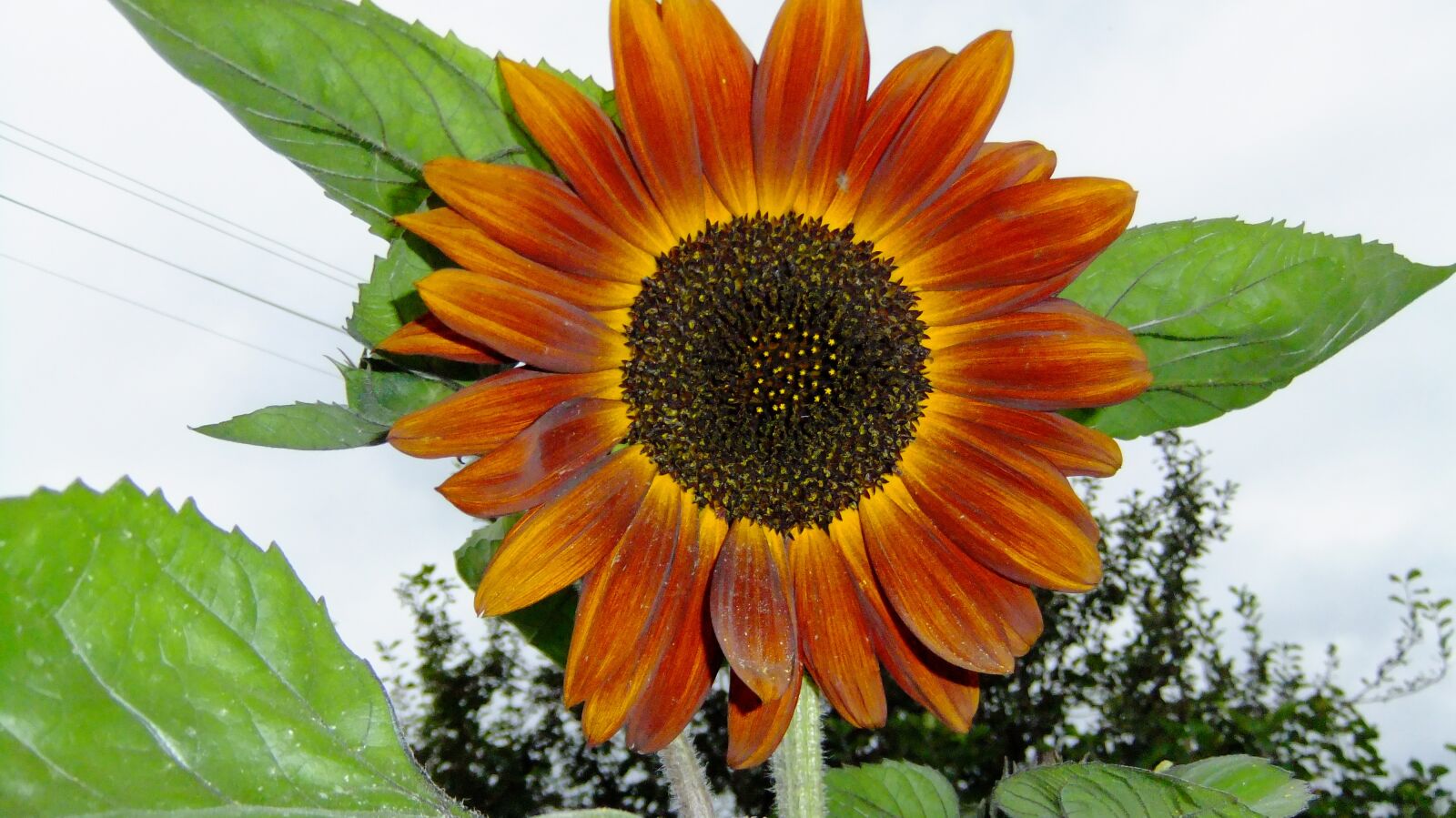 FujiFilm FinePix F80EXR (FinePix F85EXR) sample photo. Sunflower, sky, summer photography