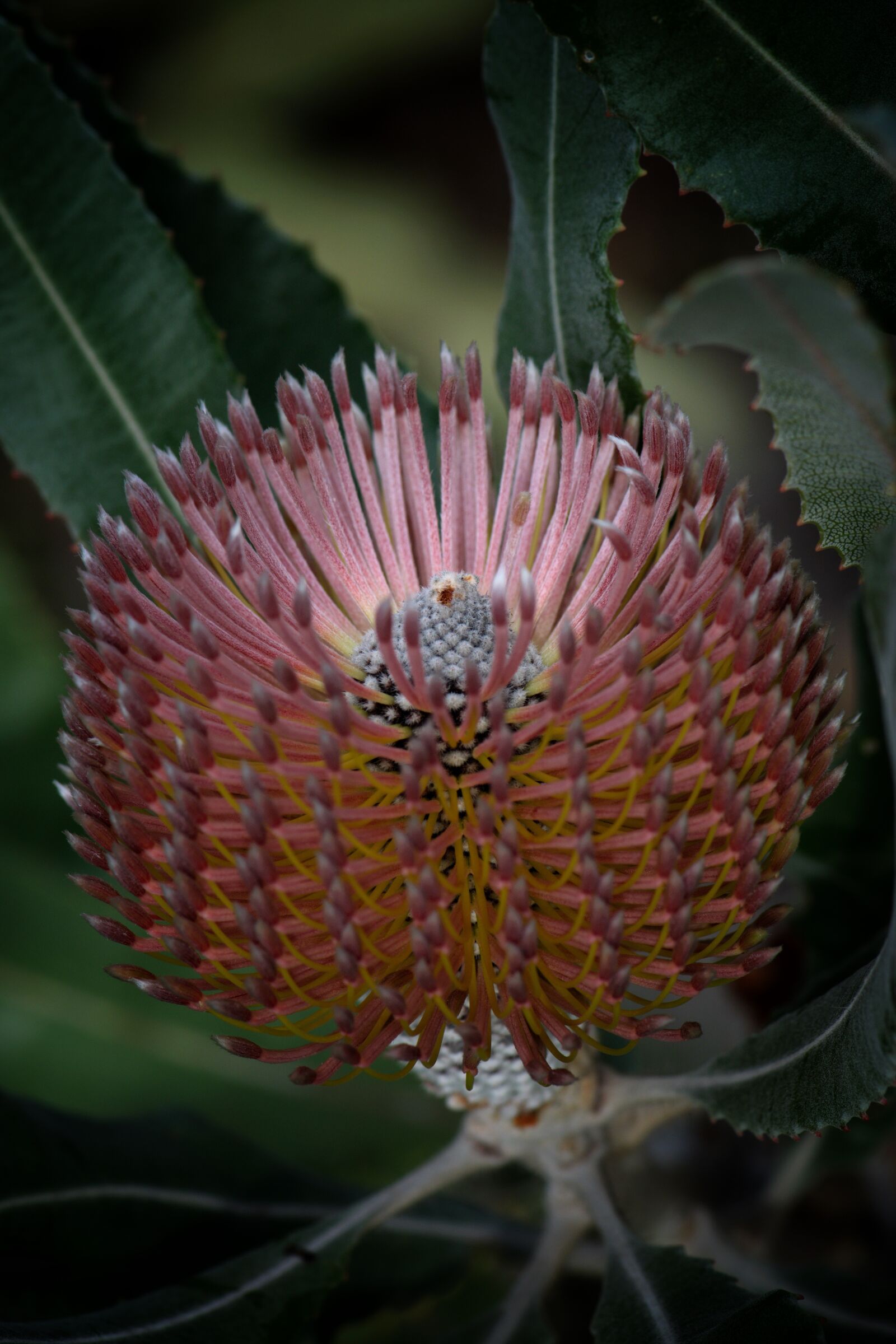 Nikon D3300 sample photo. Banksia, banksia menziesii, australia photography