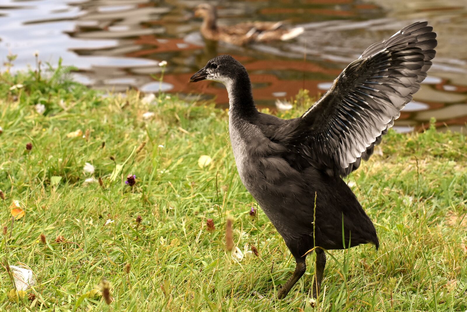 Nikon D7200 sample photo. Coot, chicks, food photography
