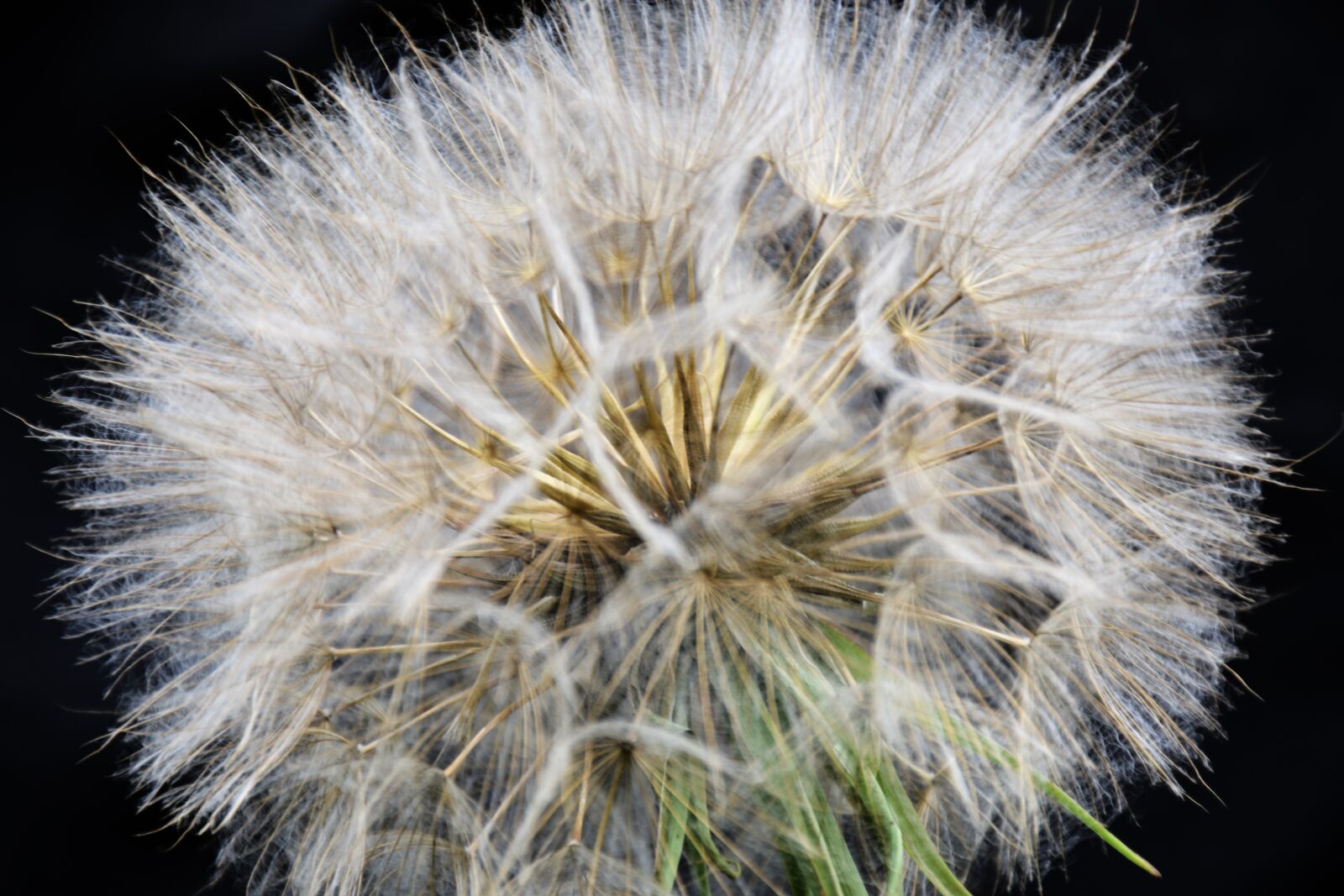 Nikon D7200 sample photo. Dandelion, tragopogon dubius, salsify photography