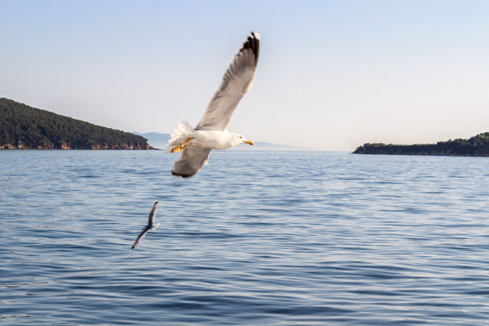 Canon EOS 1200D (EOS Rebel T5 / EOS Kiss X70 / EOS Hi) sample photo. Seagull, sea, nature photography
