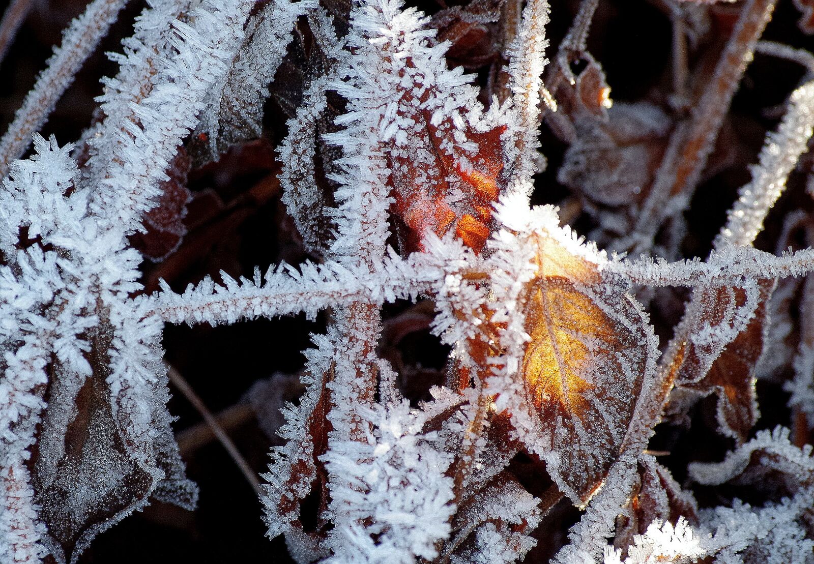 Pentax K-30 sample photo. Hoarfrost, cold, winter photography