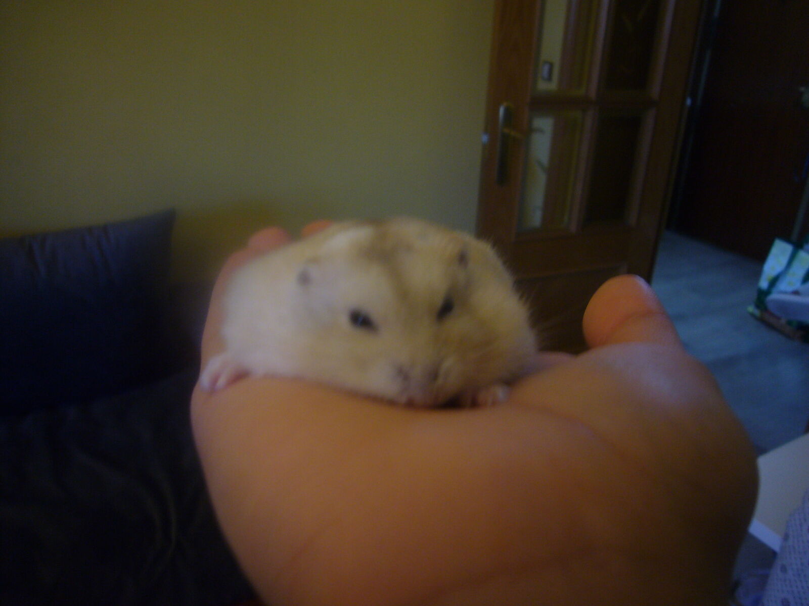 Panasonic DMC-FX01 sample photo. Hamster photography