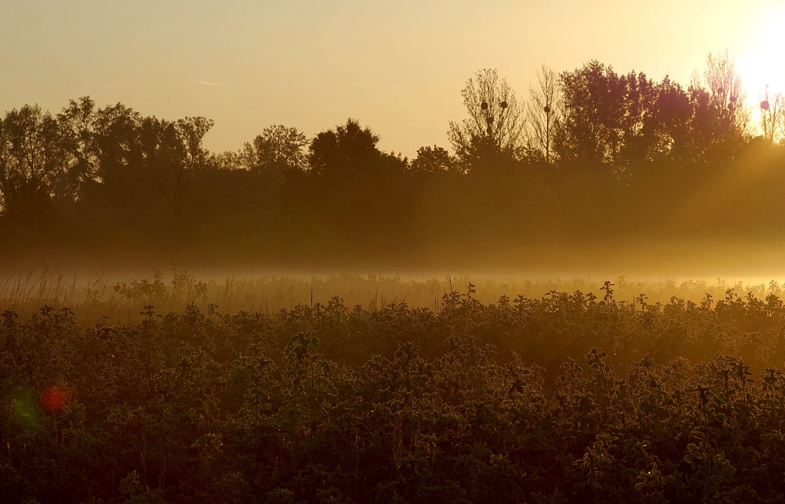 Pentax K-S2 sample photo. The fog, dawn, grass photography