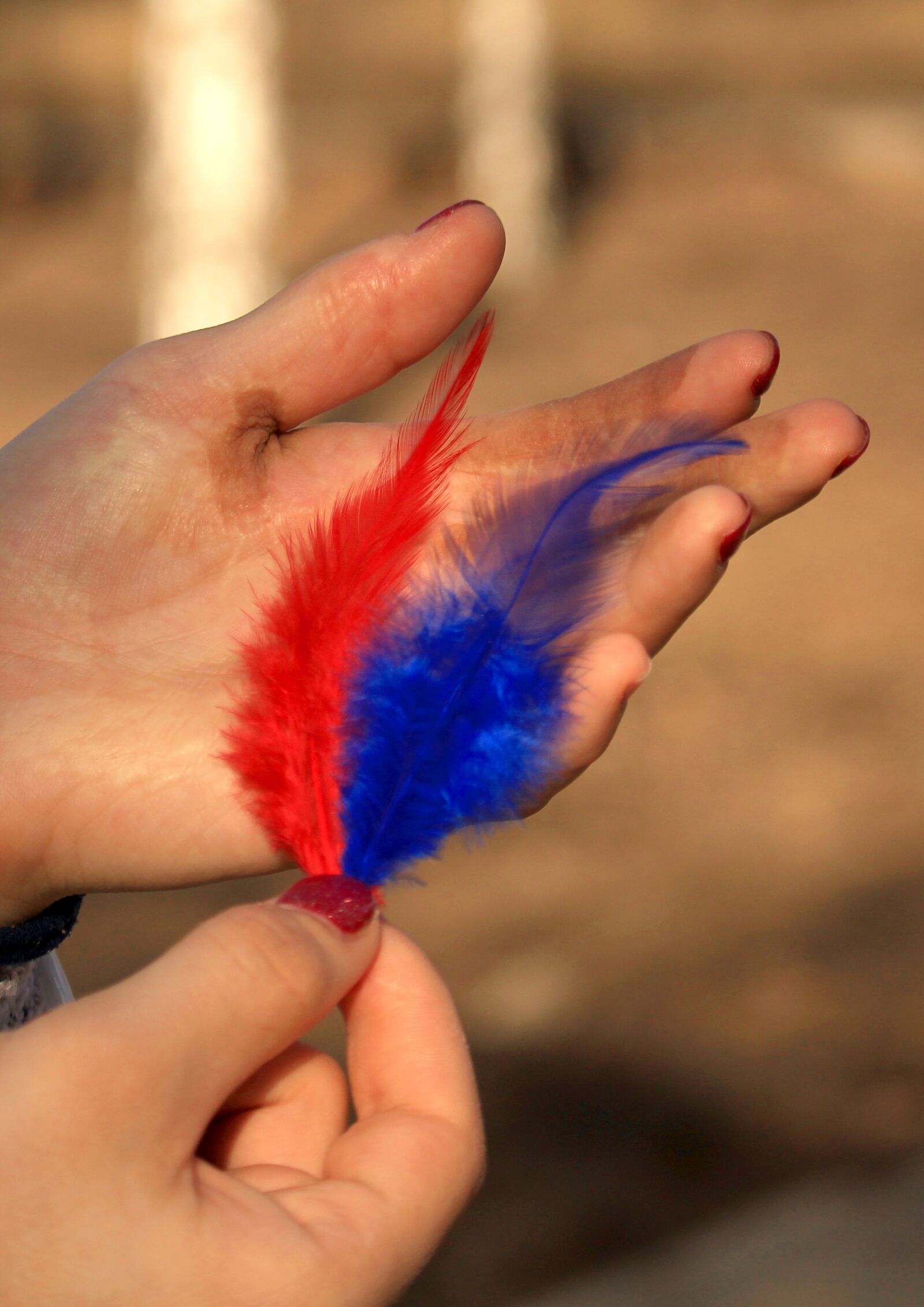 Canon EOS 1200D (EOS Rebel T5 / EOS Kiss X70 / EOS Hi) sample photo. Pen, feathers, pooh photography