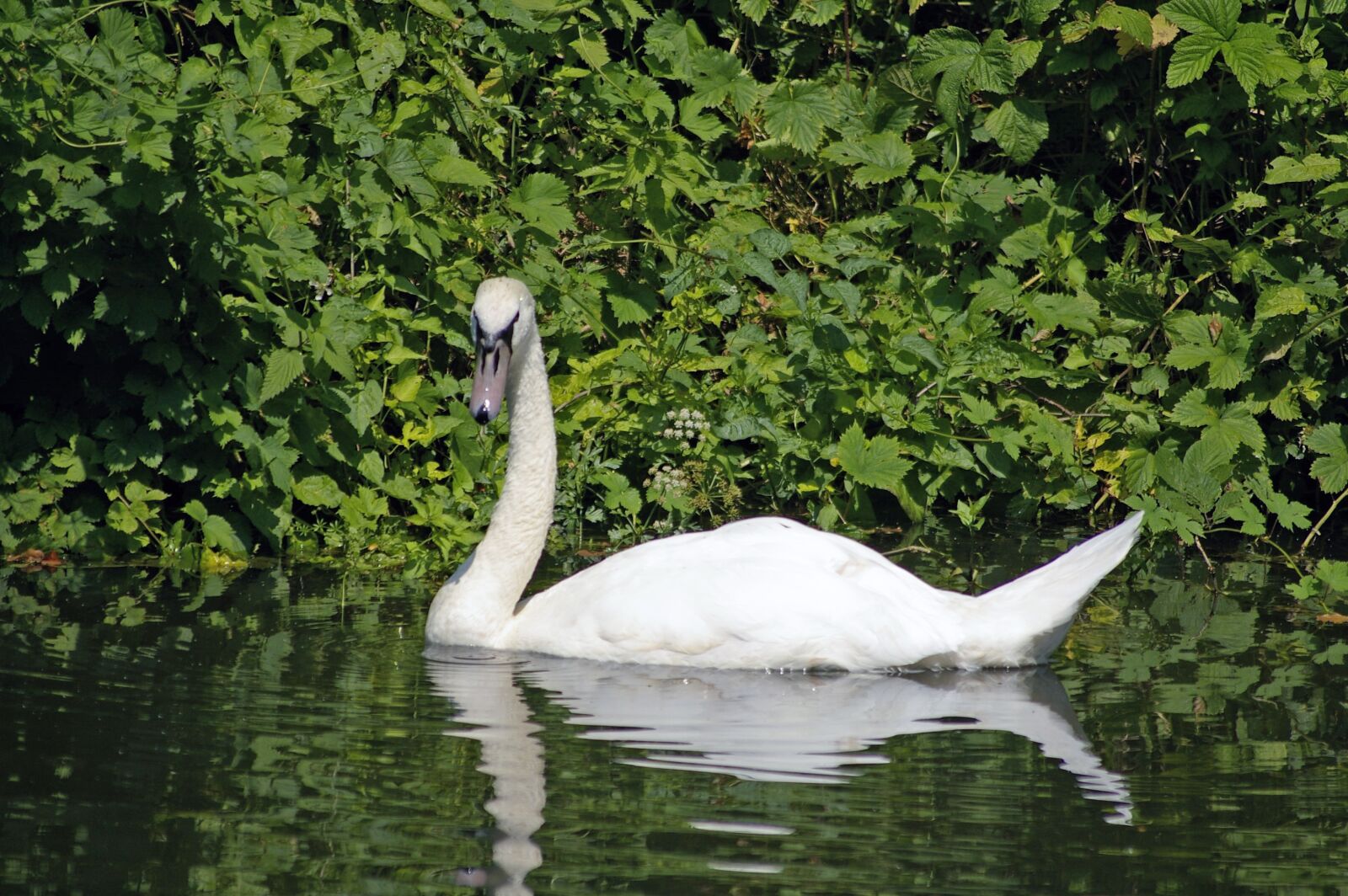 Pentax K100D Super sample photo. Swan, the national trust photography