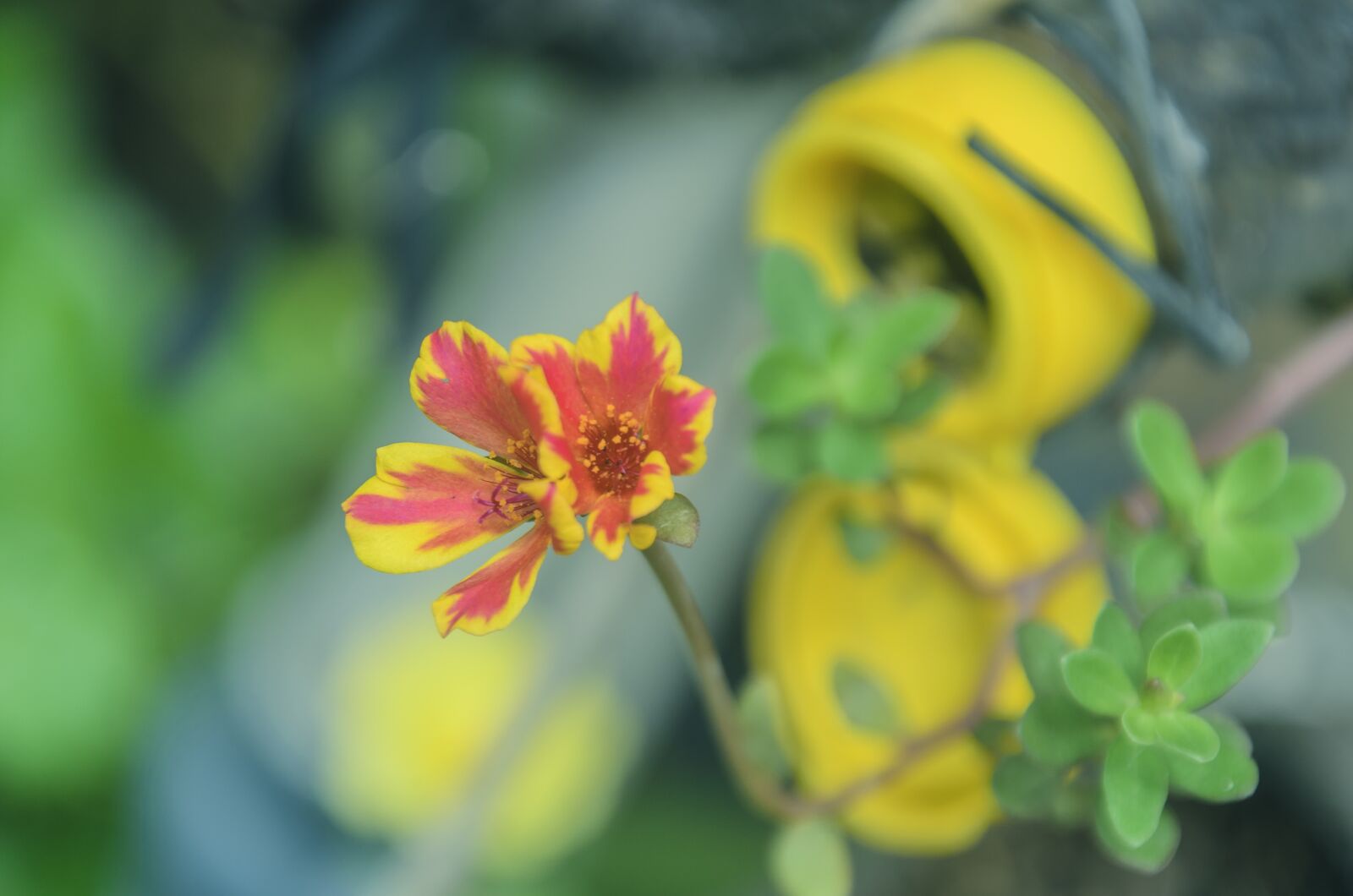 Nikon D5100 sample photo. Flower, bouquet, beautiful flowers photography