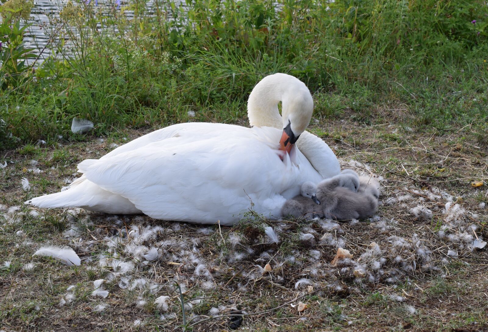 Nikon D5300 sample photo. Swan, chicks, ducks photography