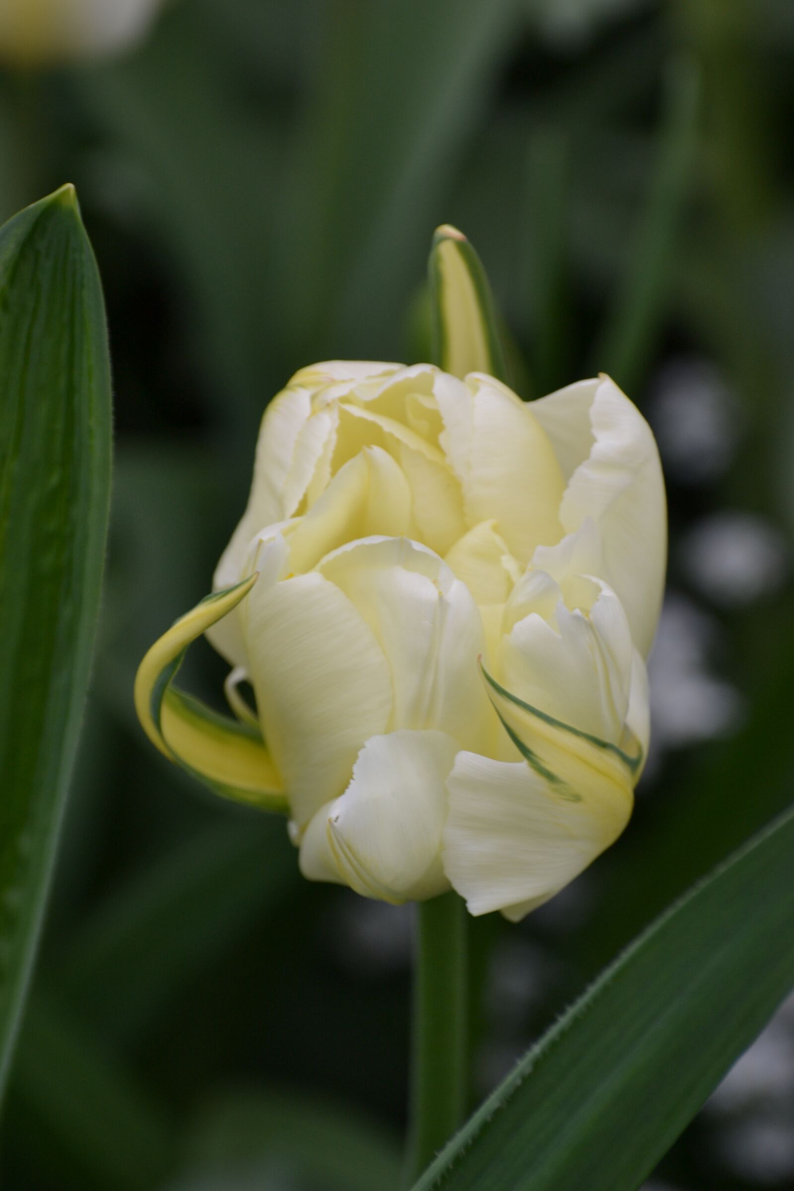 Nikon D3100 sample photo. Tulip, white, white flower photography