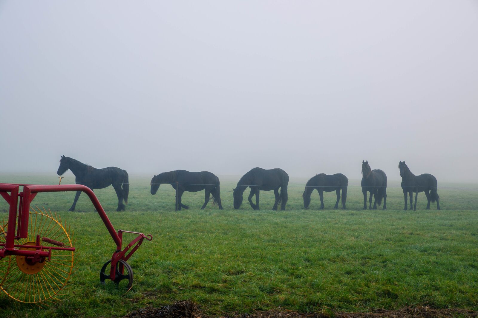 Canon EOS 6D Mark II sample photo. Horse, horses, parade photography