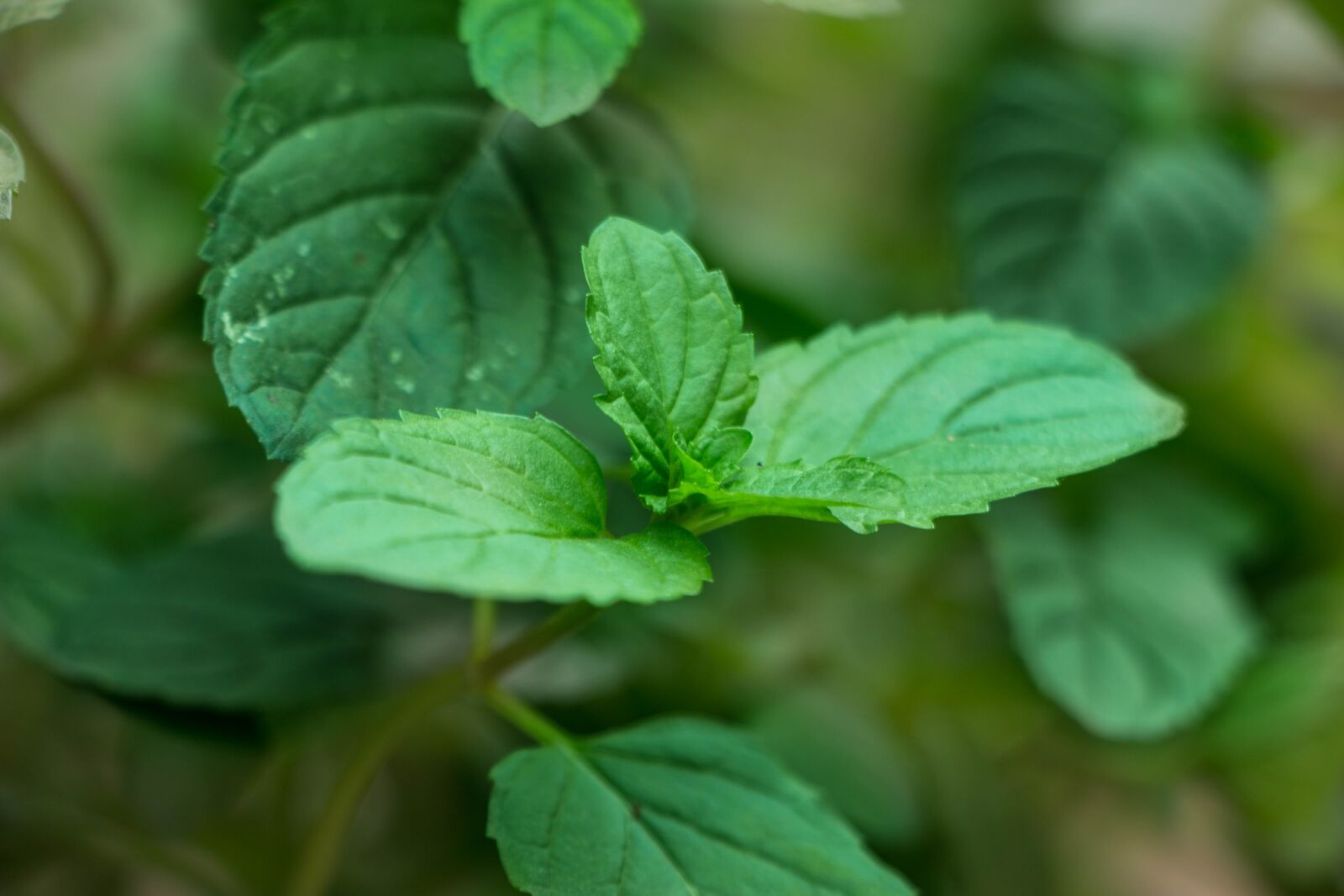 Canon EOS 70D sample photo. Leaves, grass, plant photography