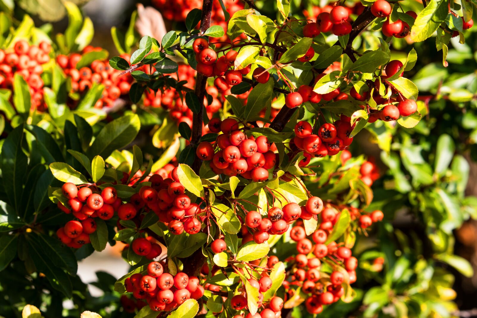 Canon EF-S 55-250mm F4-5.6 IS STM sample photo. Rowanberries, fruits, nature photography
