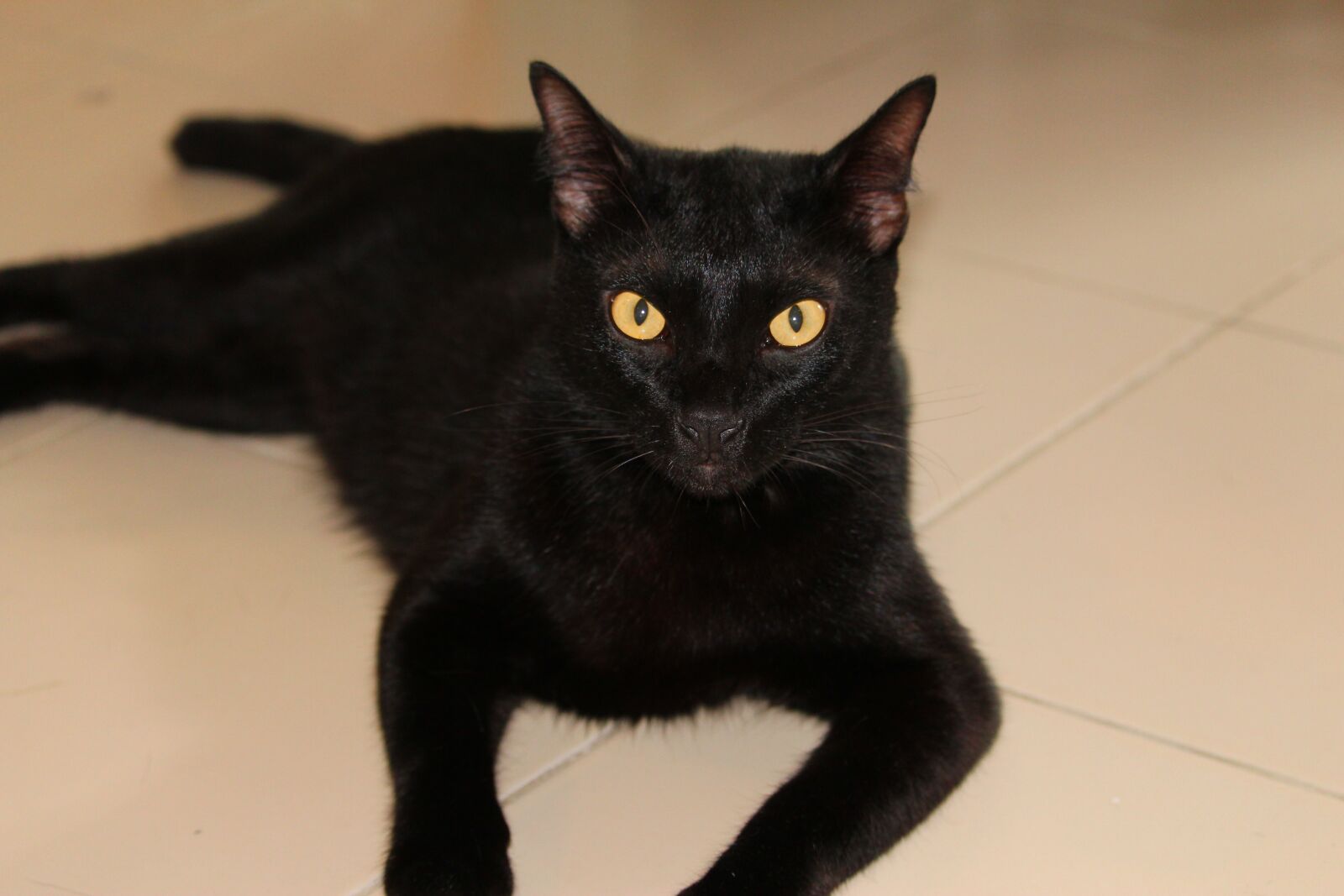 Canon EOS 1300D (EOS Rebel T6 / EOS Kiss X80) sample photo. Cat, shave, cat shaved photography