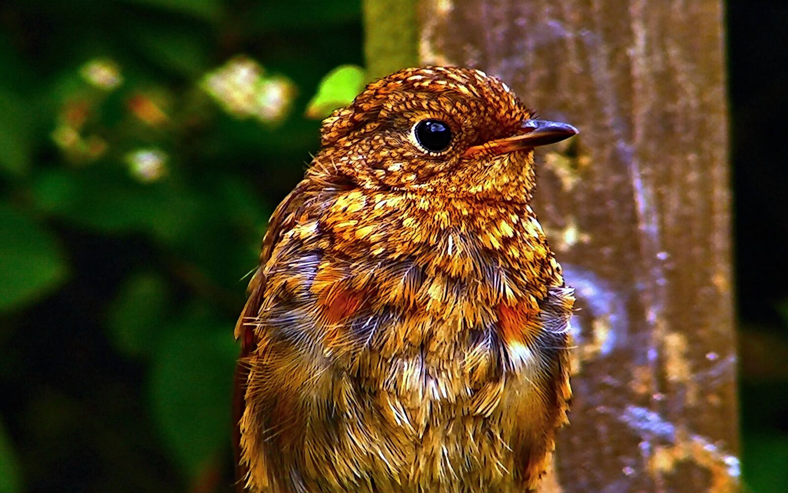 Panasonic Lumix DMC-FZ1000 sample photo. Little bird, spevavý, tree photography