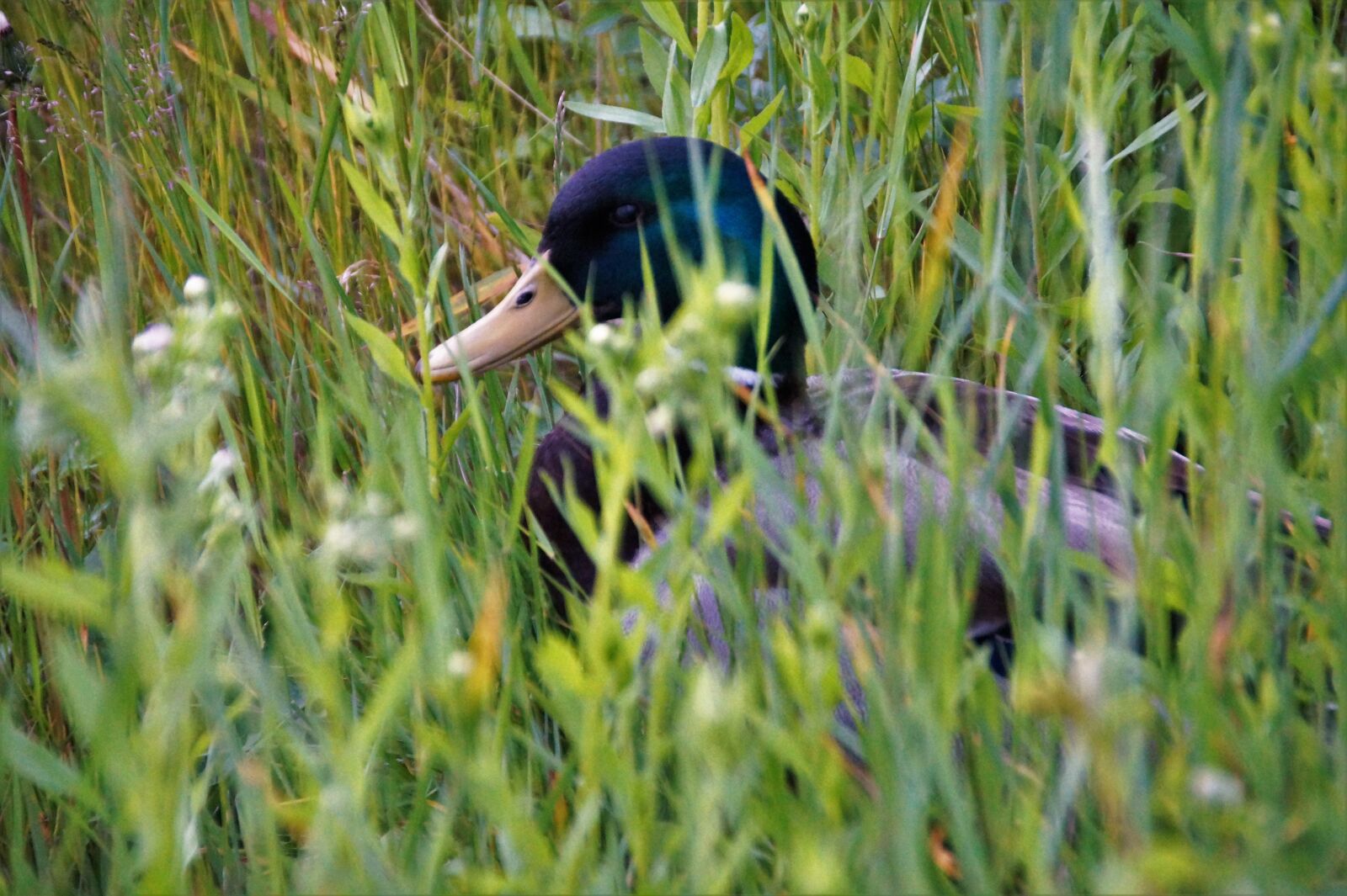 Sony SLT-A58 sample photo. Duck, wild, drake photography