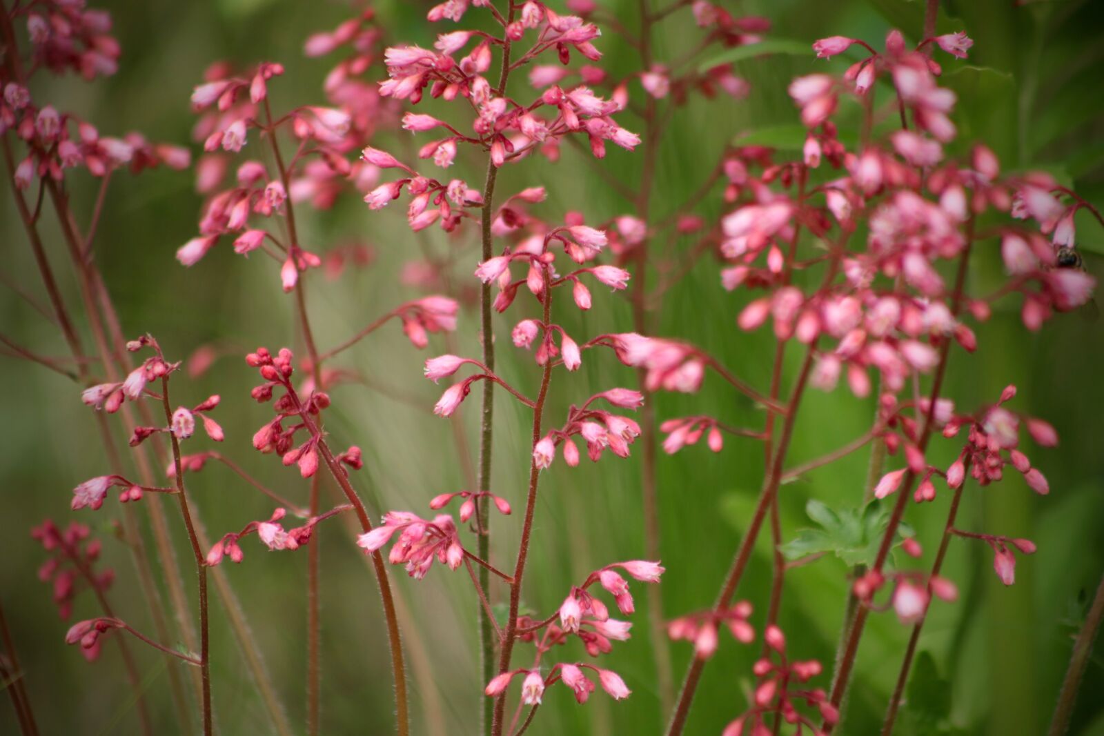 Canon EOS 800D (EOS Rebel T7i / EOS Kiss X9i) sample photo. Coral bells, flowers, red photography