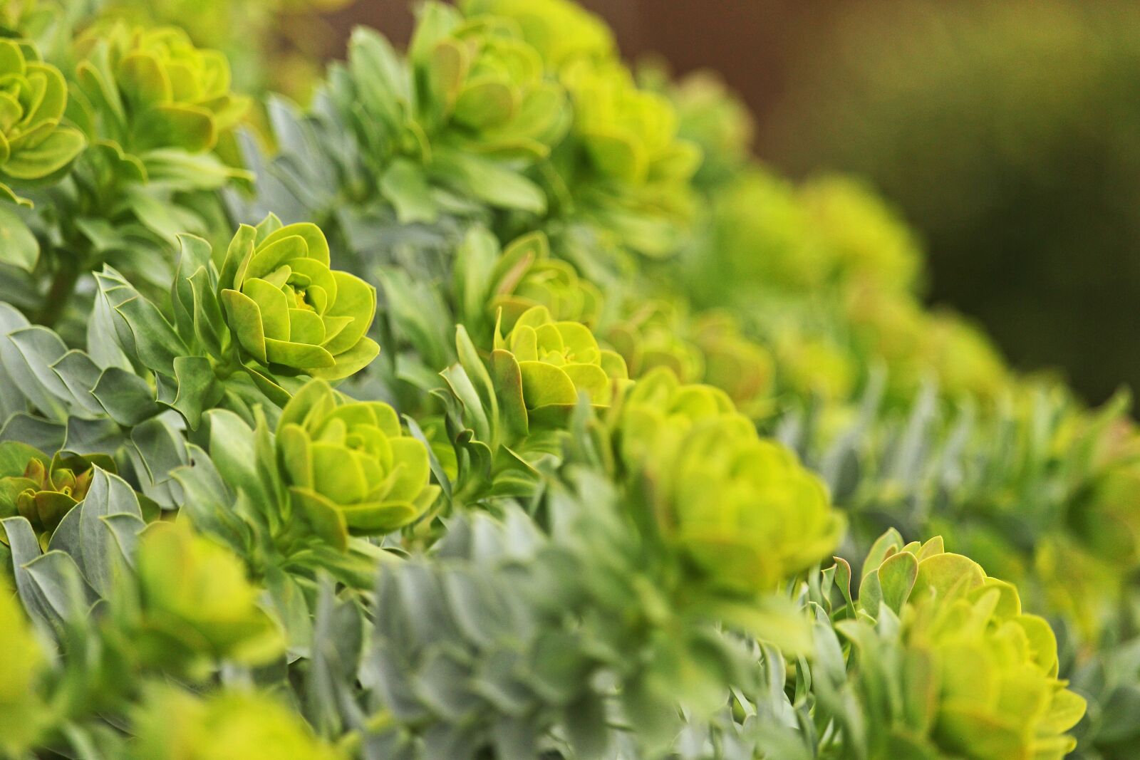 Canon EF-S 55-250mm F4-5.6 IS STM sample photo. Spurge, gartenstaude, toxic garden photography