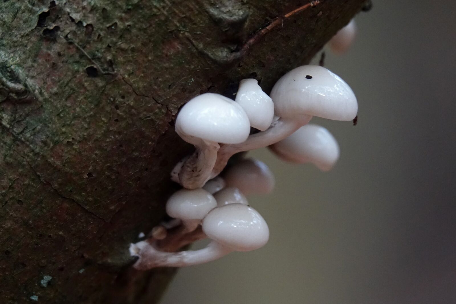 Sony Cyber-shot DSC-RX10 III sample photo. Mushrooms, mushroom, shiny photography