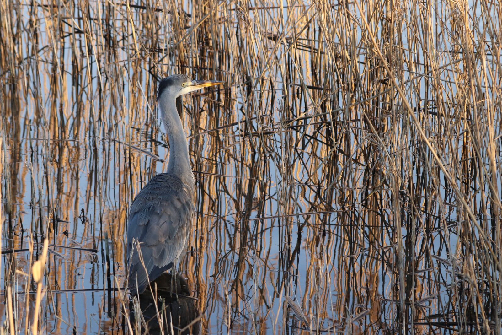 Canon EOS 800D (EOS Rebel T7i / EOS Kiss X9i) sample photo. Heron, bird, herons photography