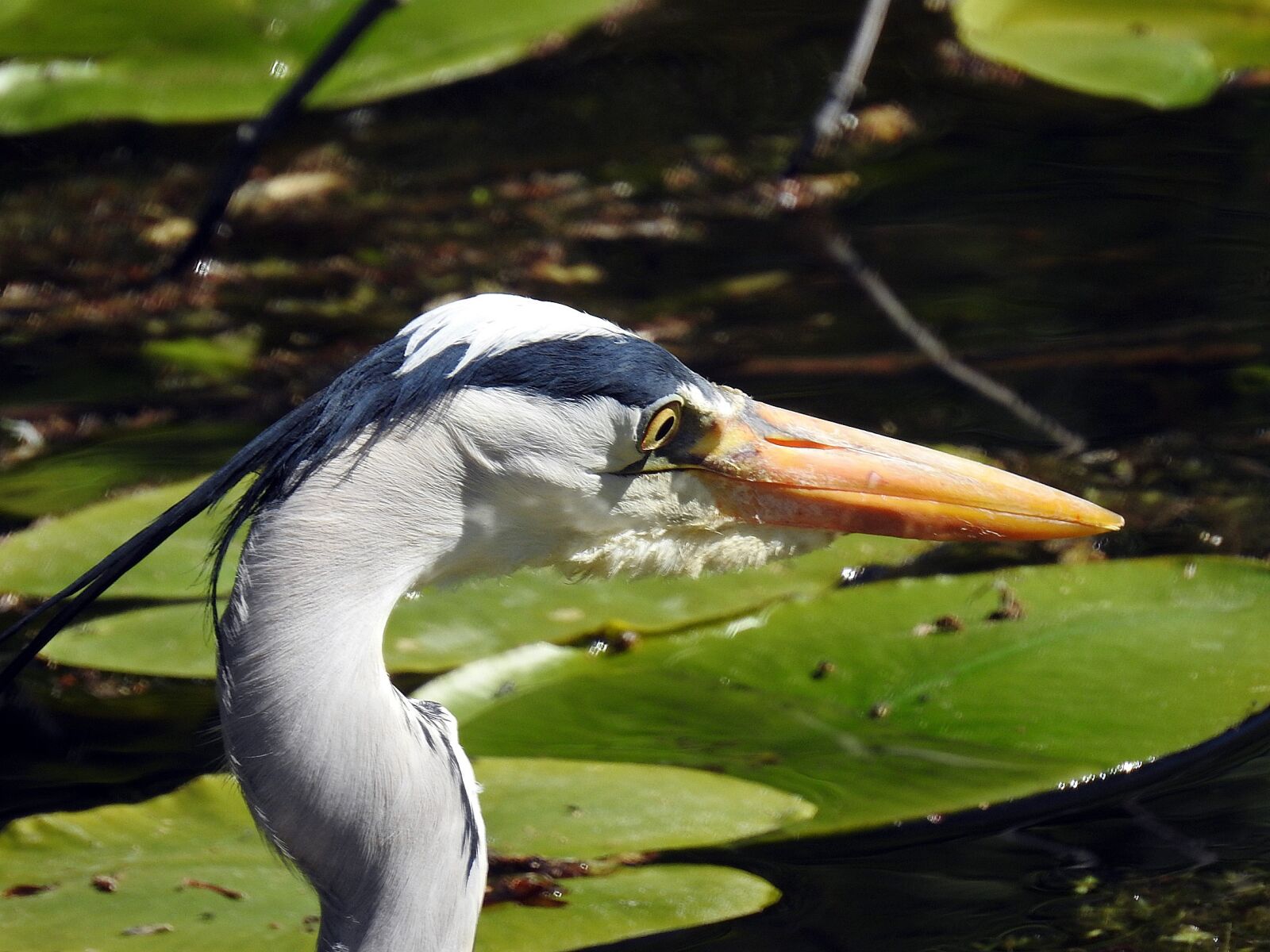 Nikon Coolpix P900 sample photo. Heron, fish eater, grey photography