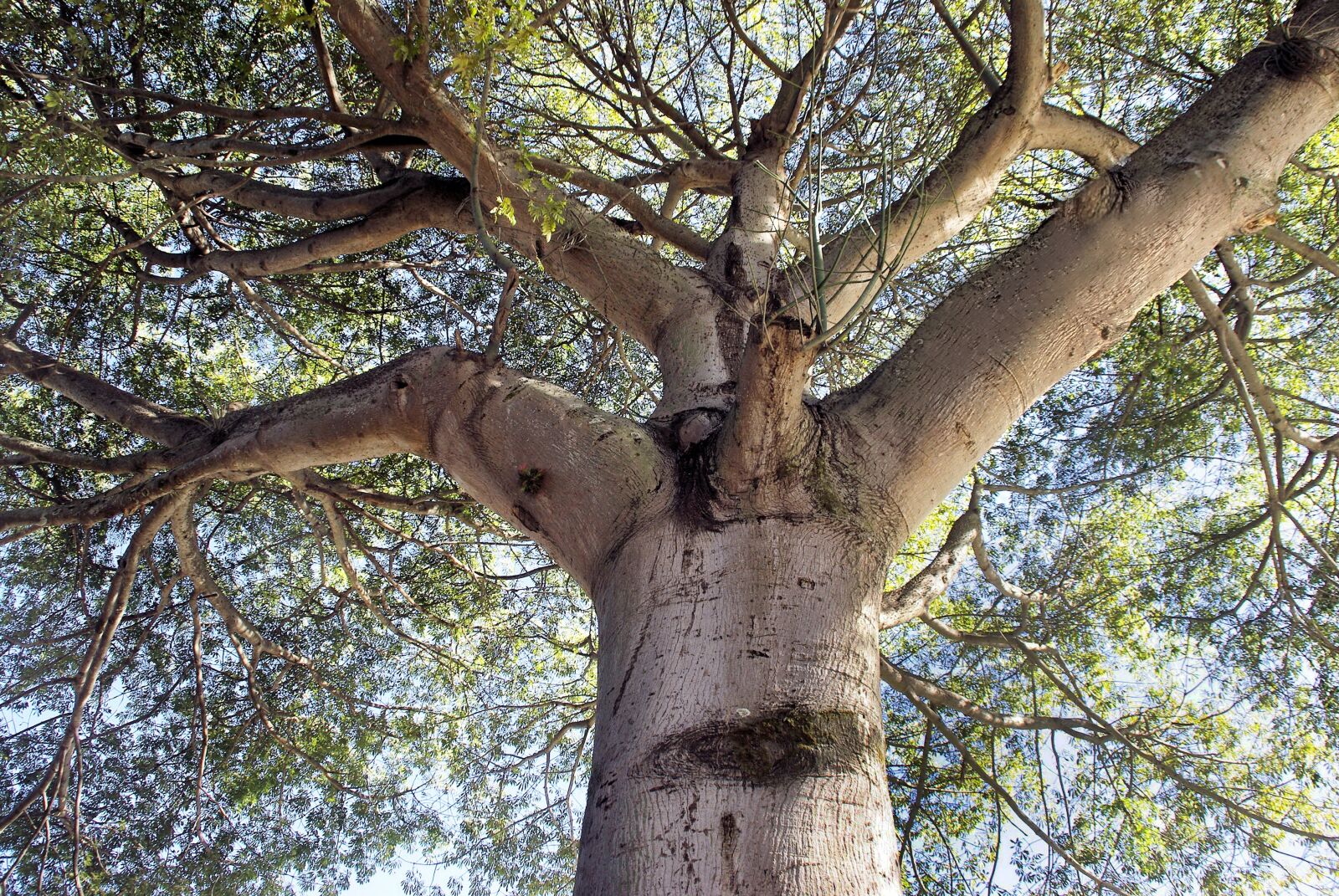 Pentax K200D sample photo. Ceiba, bombacaceae, tree photography