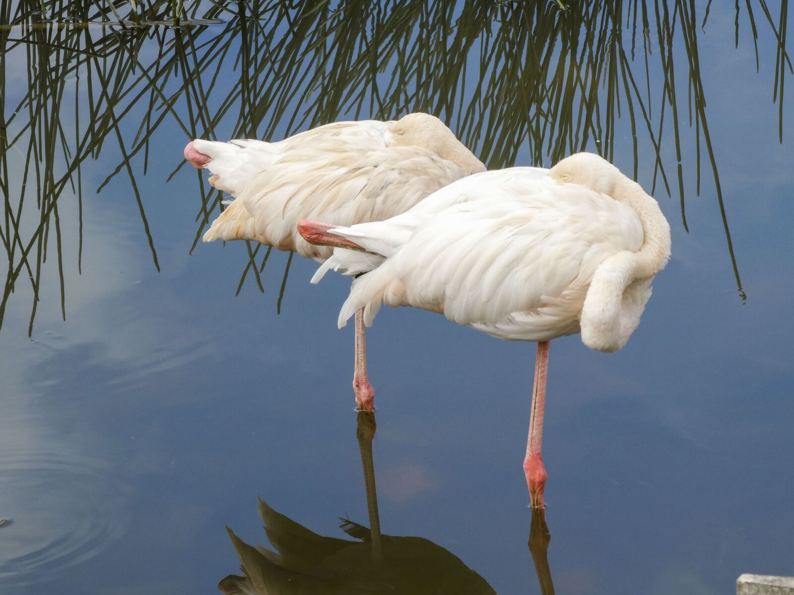 Panasonic Lumix DC-ZS70 (Lumix DC-TZ90) sample photo. Flamingos, sleeping, animals photography