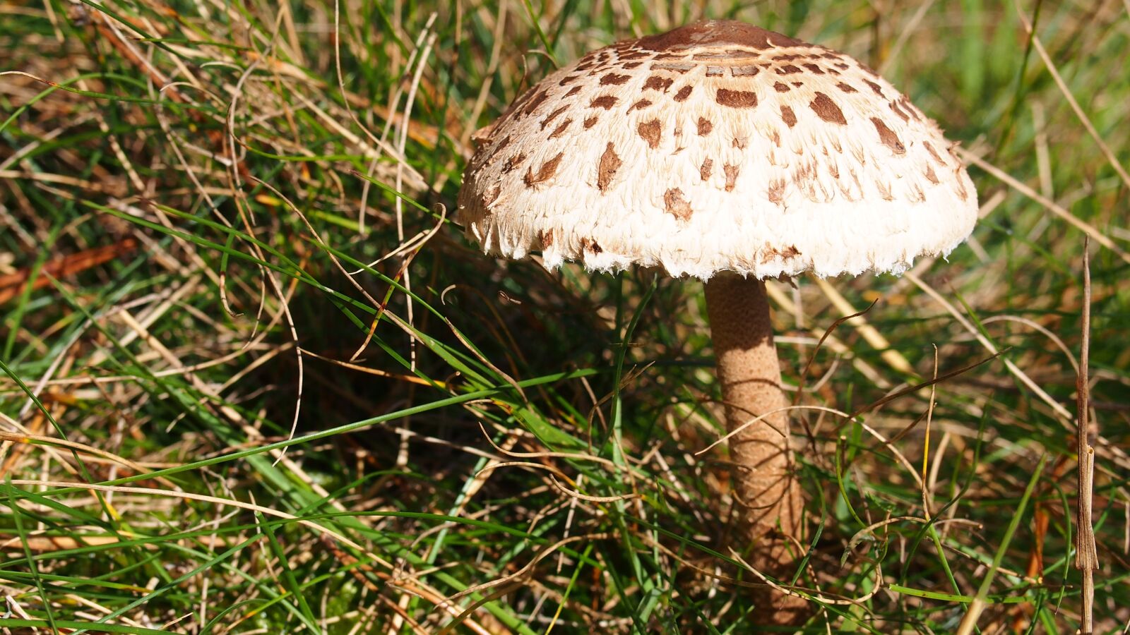 Olympus PEN E-PL6 sample photo. Mushroom, nature, forest photography