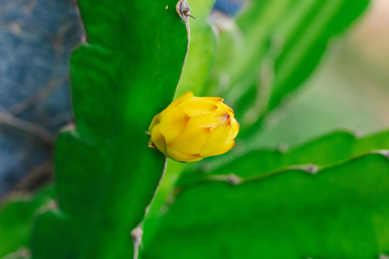 Canon EOS 700D (EOS Rebel T5i / EOS Kiss X7i) + Canon EF 50mm F1.8 STM sample photo. Thorns, dragon fruit, fruit photography