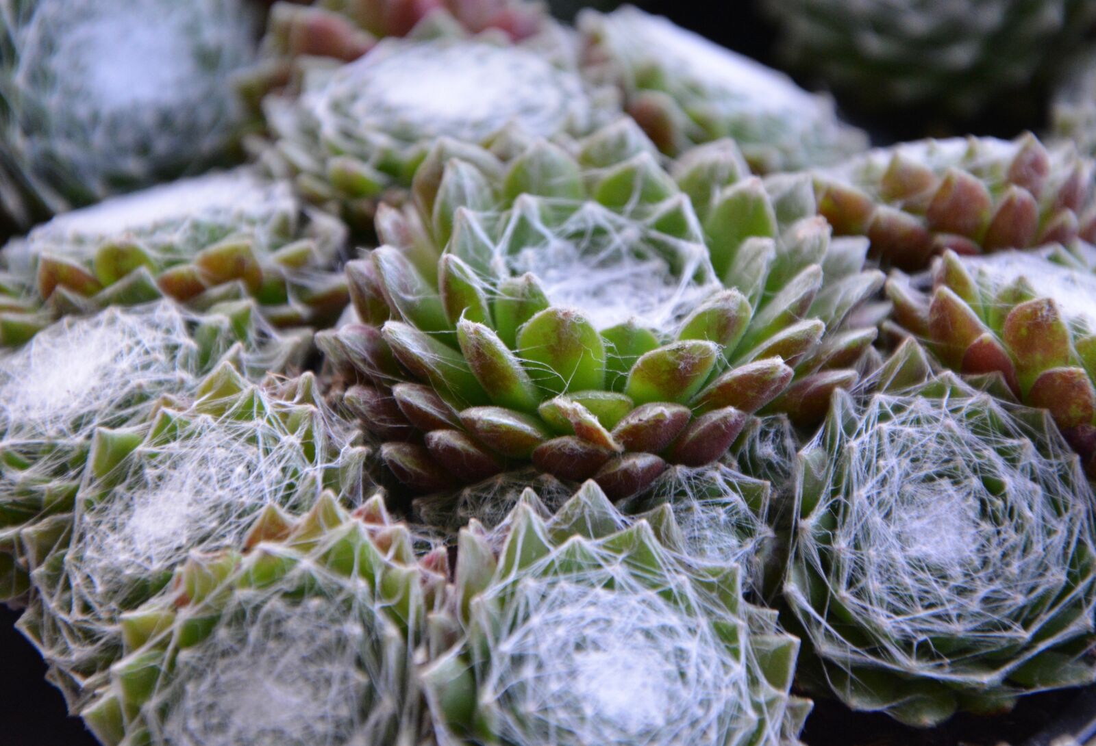Nikon D5200 sample photo. Plant, cactus, green photography