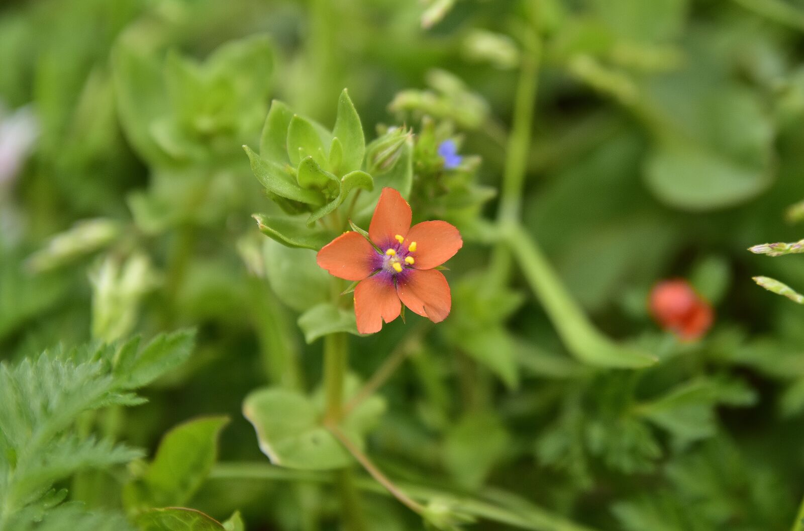 Nikon D7200 sample photo. Nature, flower, plant photography