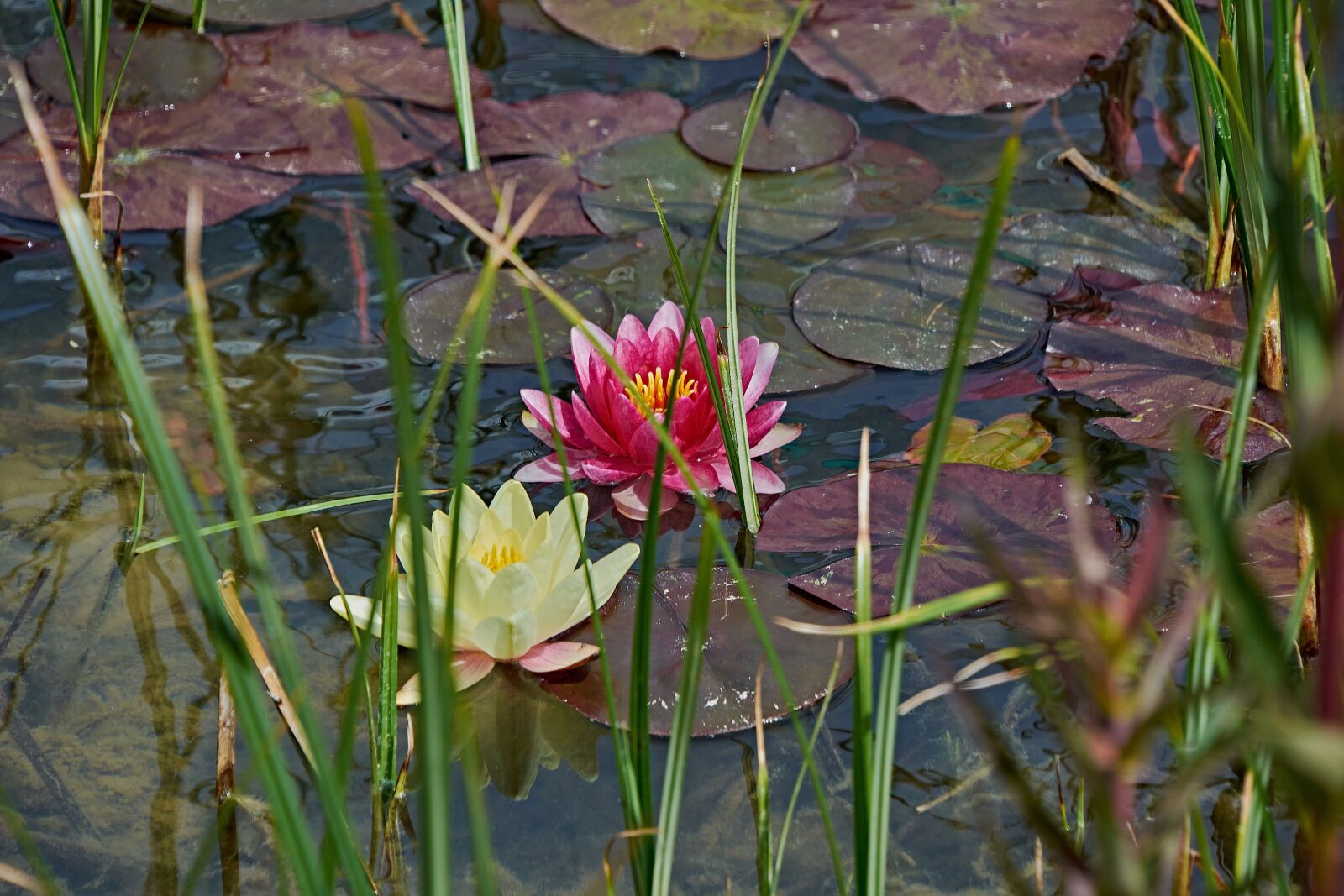 Nikon D7200 sample photo. Water lily, flower, pond photography