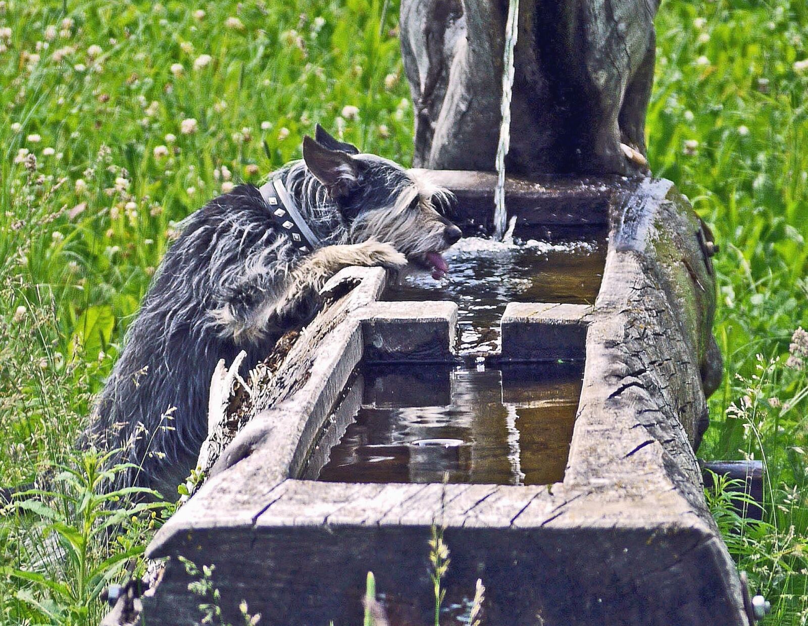 Panasonic Lumix DMC-G1 sample photo. Water, dog, animal, grass photography