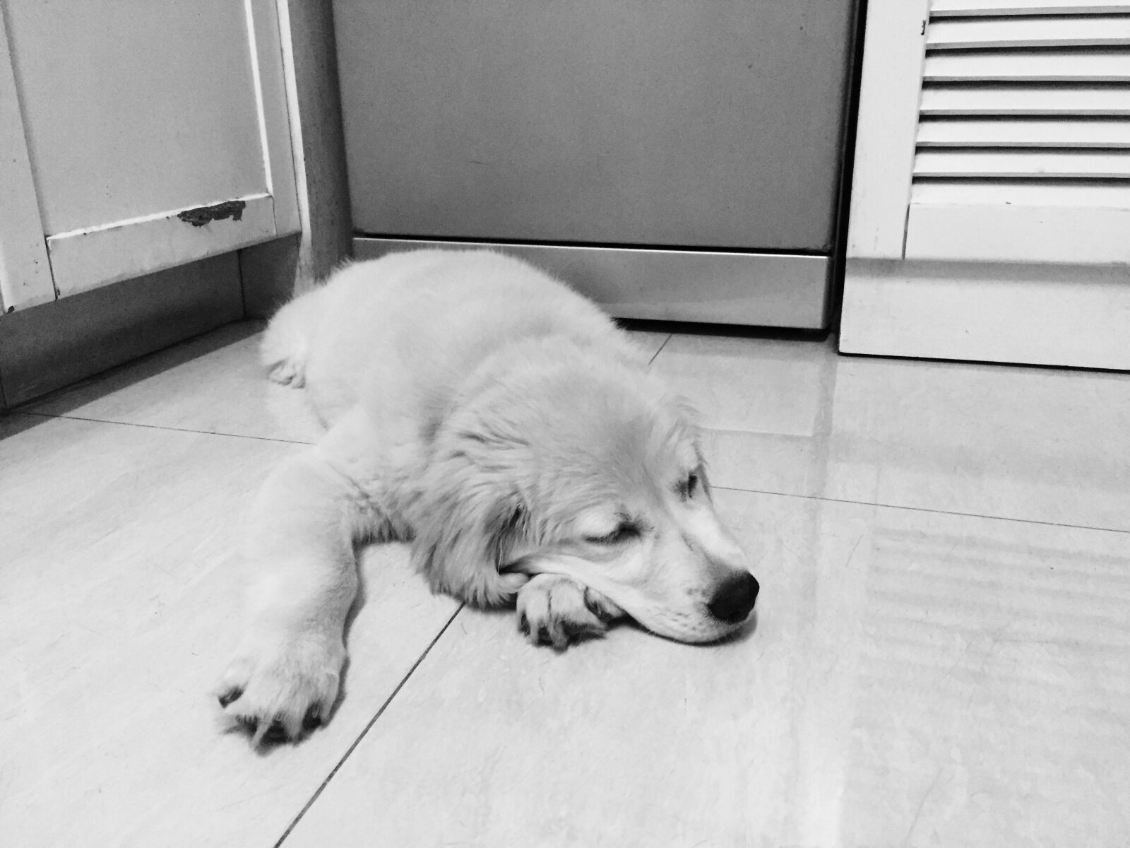 Apple iPhone 6 sample photo. Cute, dog, eyes, closed photography