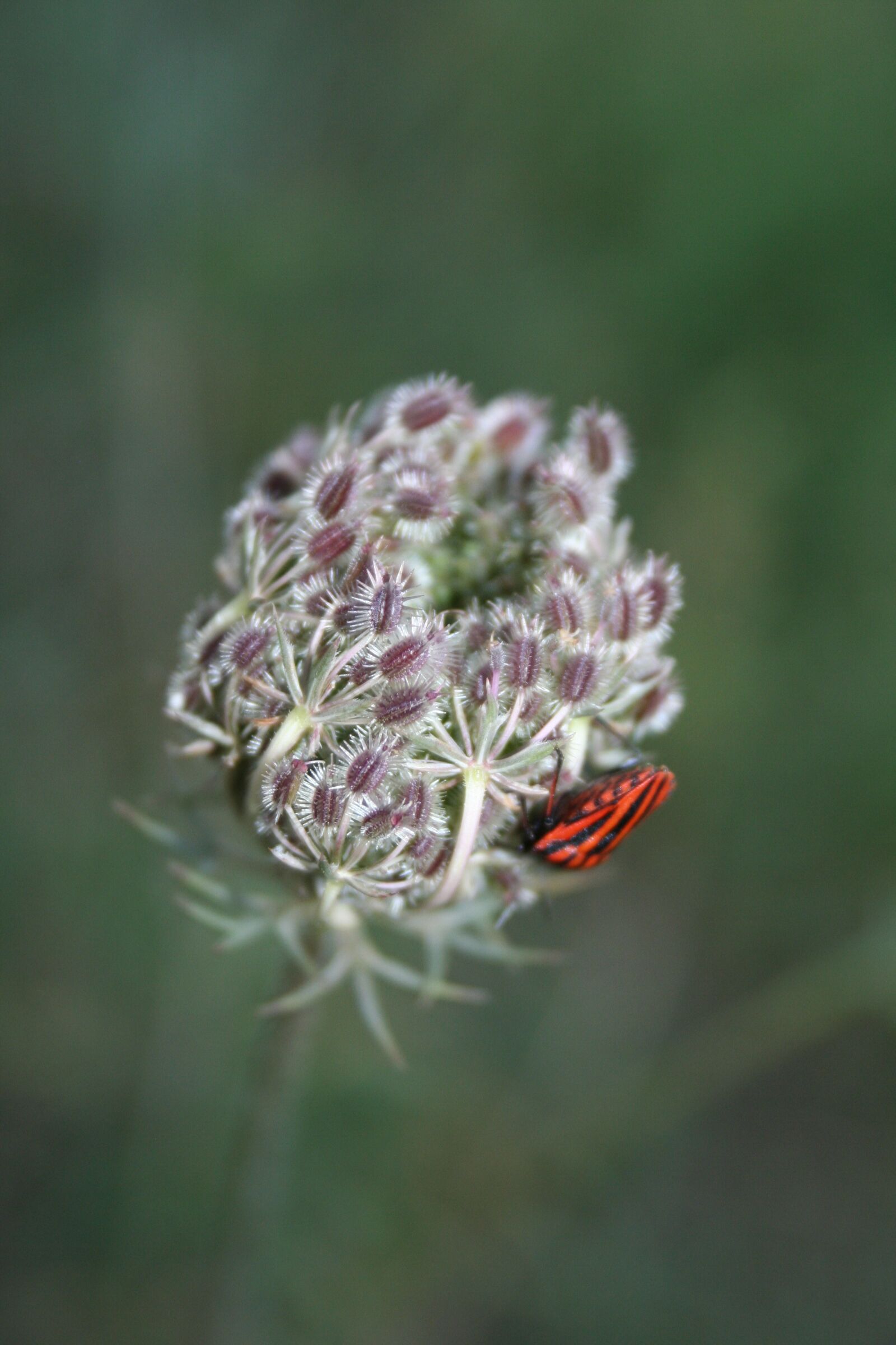 Canon EOS 350D (EOS Digital Rebel XT / EOS Kiss Digital N) sample photo. Flower, macro, insect photography