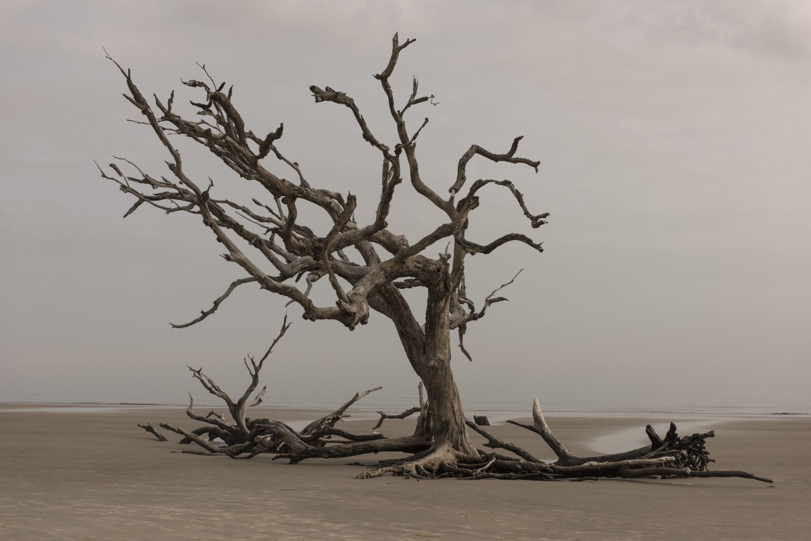 Nikon D810 sample photo. Tree, nature, landscape photography