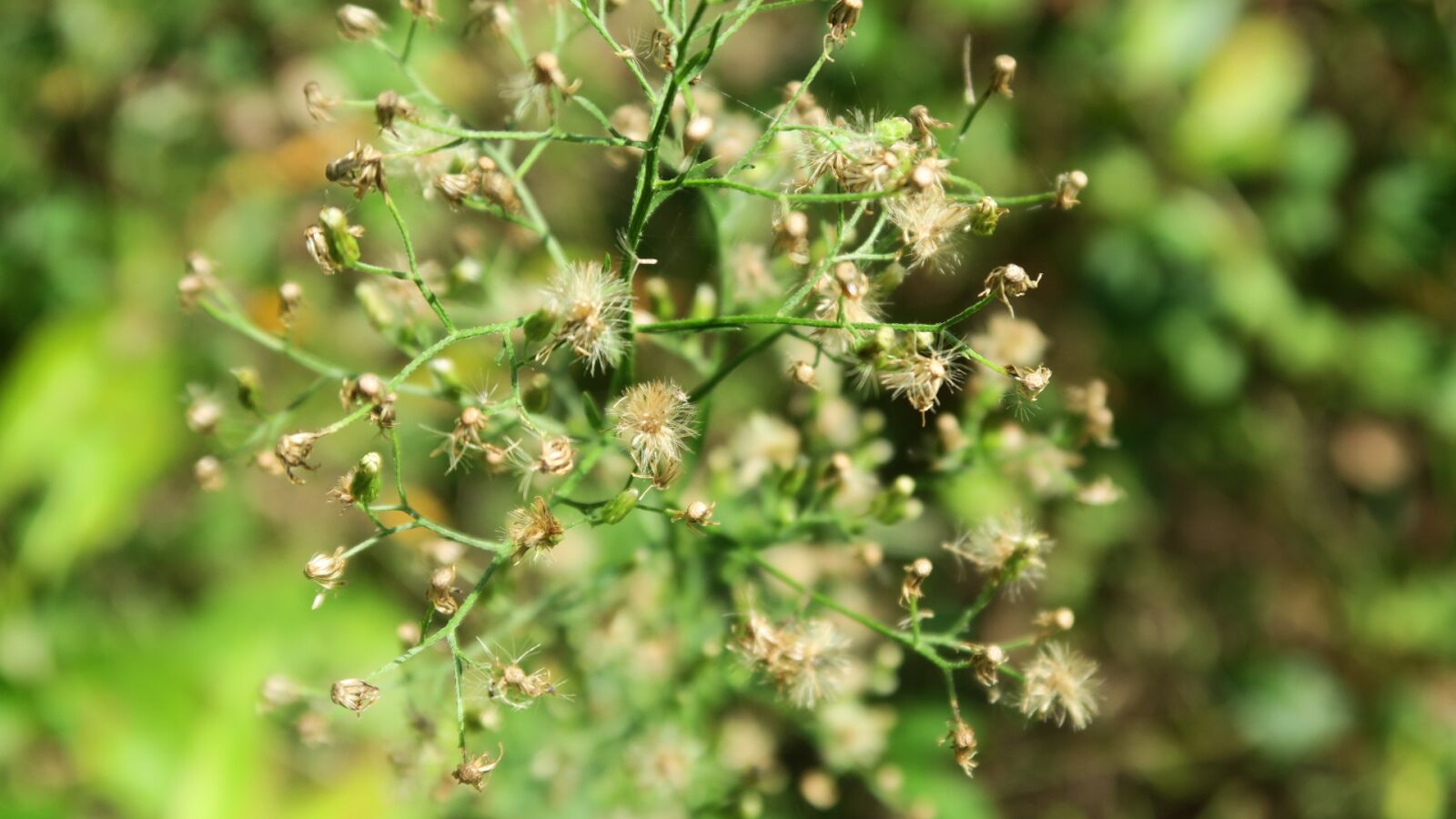 Canon PowerShot G7 X sample photo. Wild, grass, nature photography