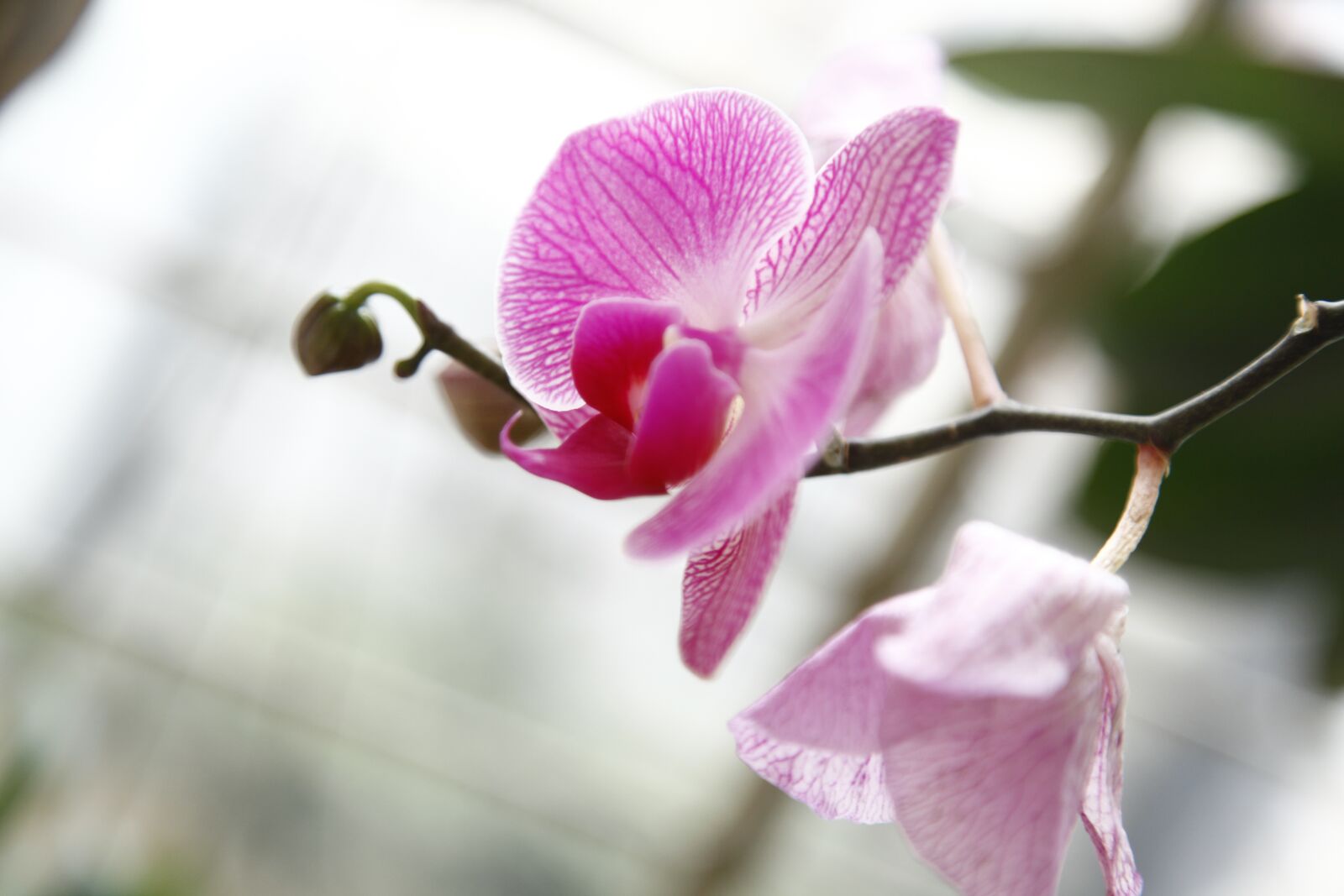 Canon EOS 5D Mark II sample photo. Orchid, phalanopsis, flower photography