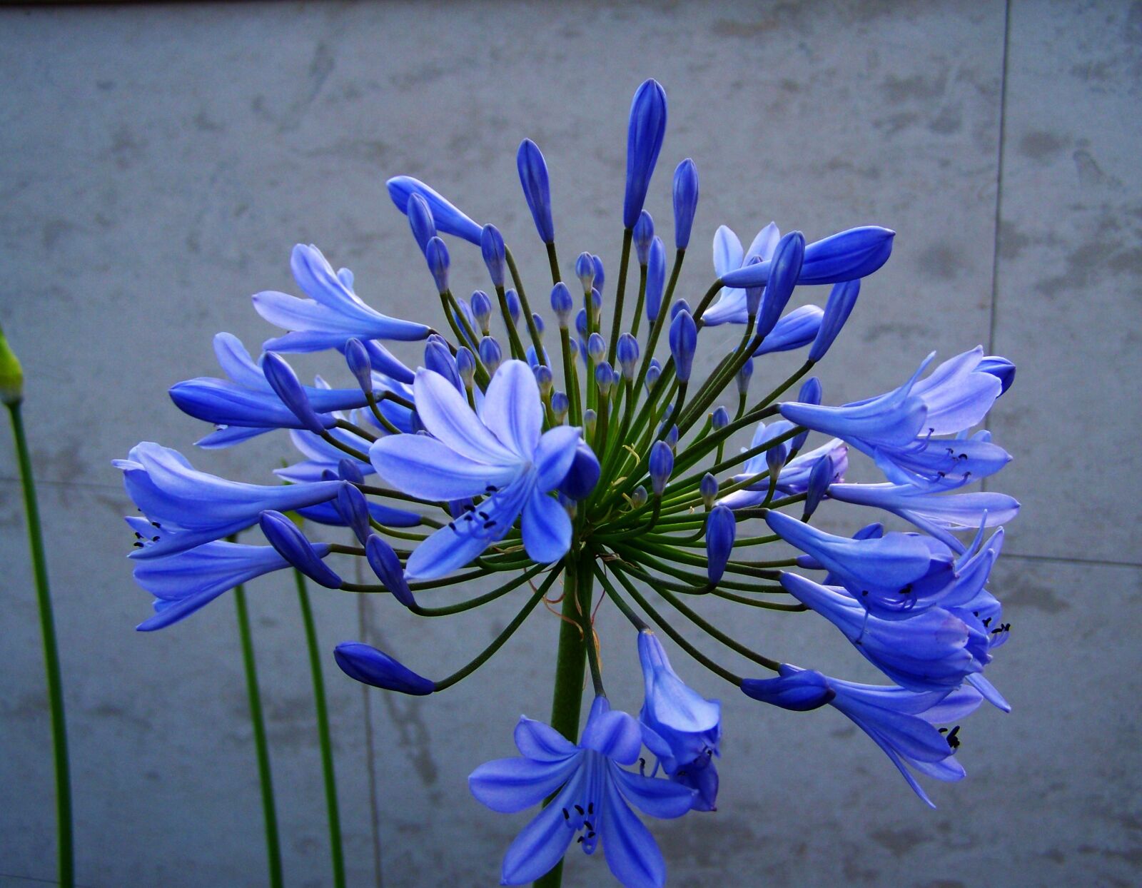Kodak EASYSHARE ZD710 ZOOM DIGITAL CAMERA sample photo. Cl via, blue flower photography