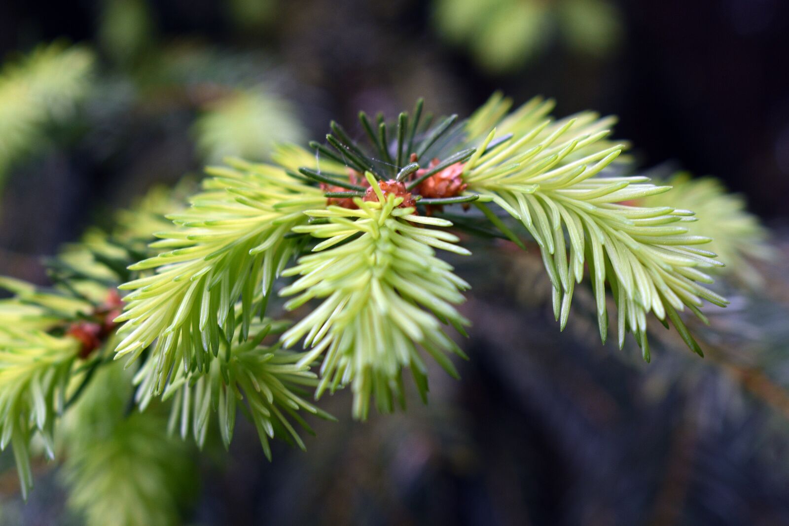 Nikon D3400 sample photo. Needles, fir, pine photography