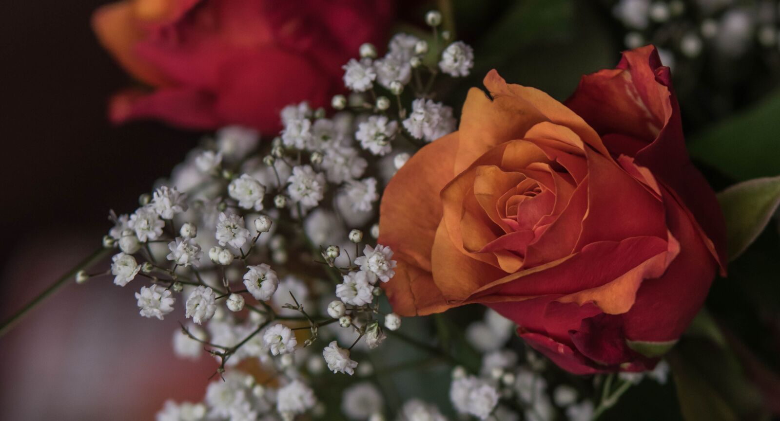 Pentax K-3 sample photo. Flower, rose, nature photography