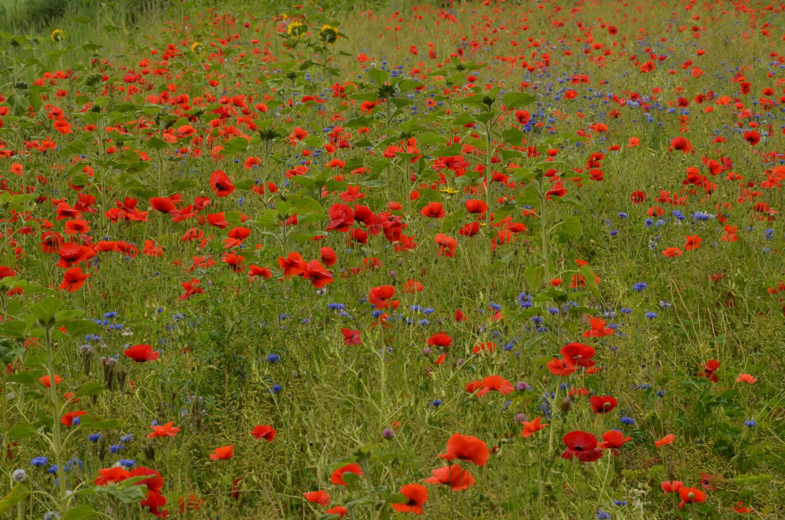 Nikon D7000 sample photo. Poppy, field, field flowers photography