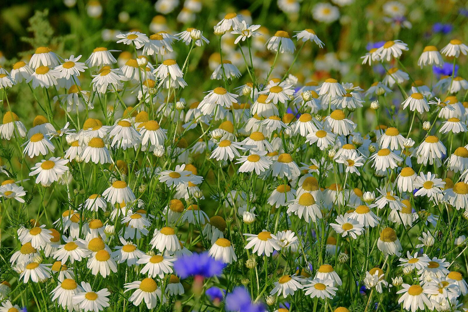 Nikon Coolpix P900 sample photo. Camomile, meadow, flowers photography