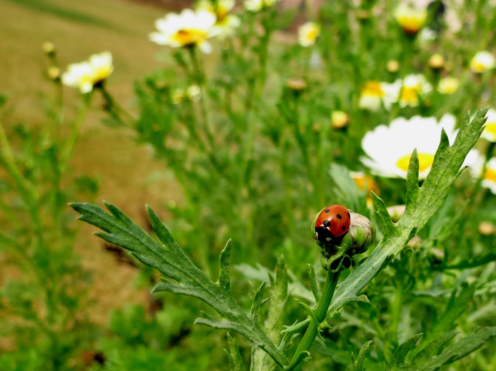 Canon PowerShot SX40 HS sample photo. Daisy, flowers, flowerbed, garden photography