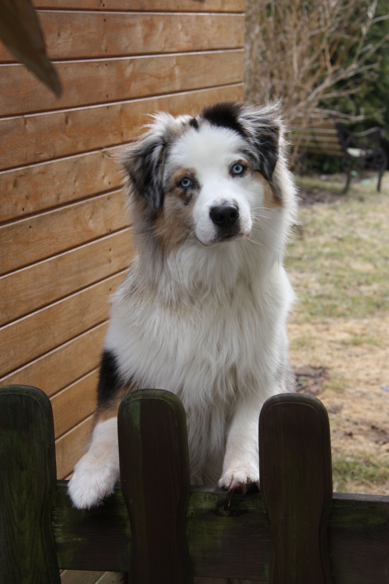 Canon EOS 450D (EOS Rebel XSi / EOS Kiss X2) sample photo. Dog, garden fence, welcome photography